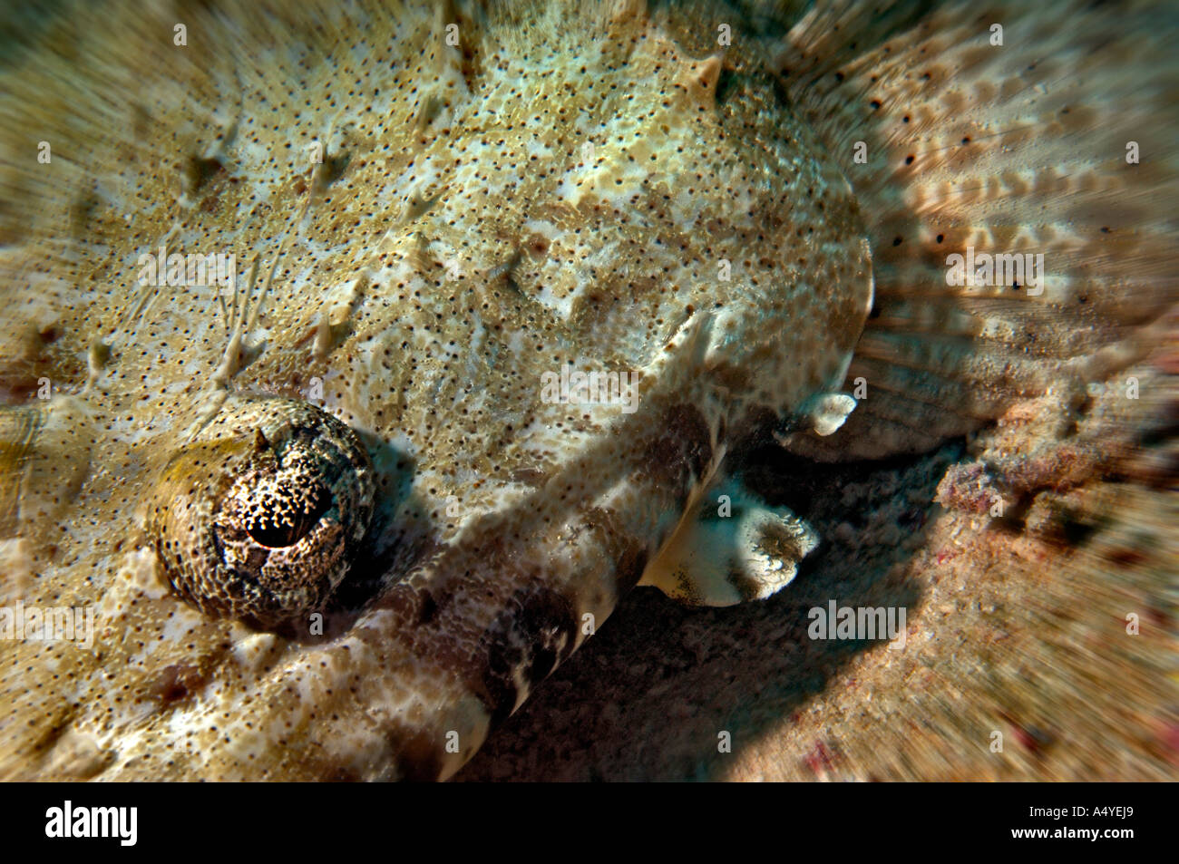 Middle East Egypt Red Sea, Eye of Spotted Flathead, Papilloculiceps longiceps Stock Photo