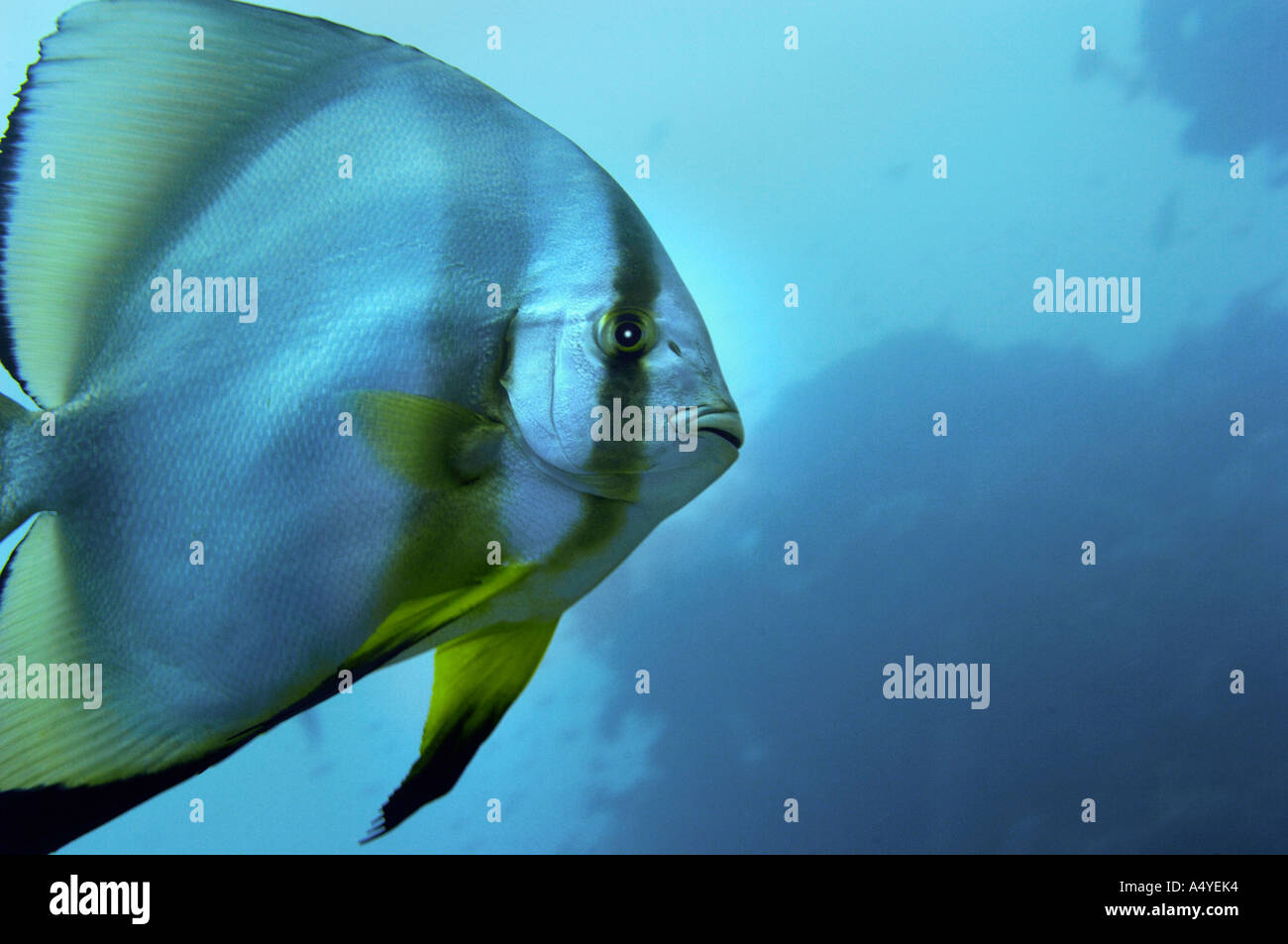 Pinneta Batfish Pinnate batfish platax pinnatus hi-res stock photography and images - Alamy