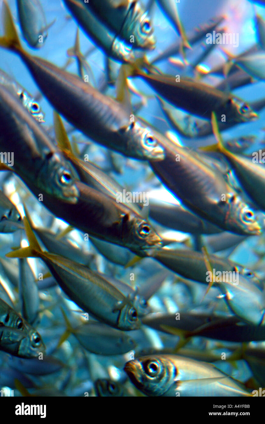 Australia WA Busselton Underwater Experience view from below of Yellowtail fish Stock Photo Alamy