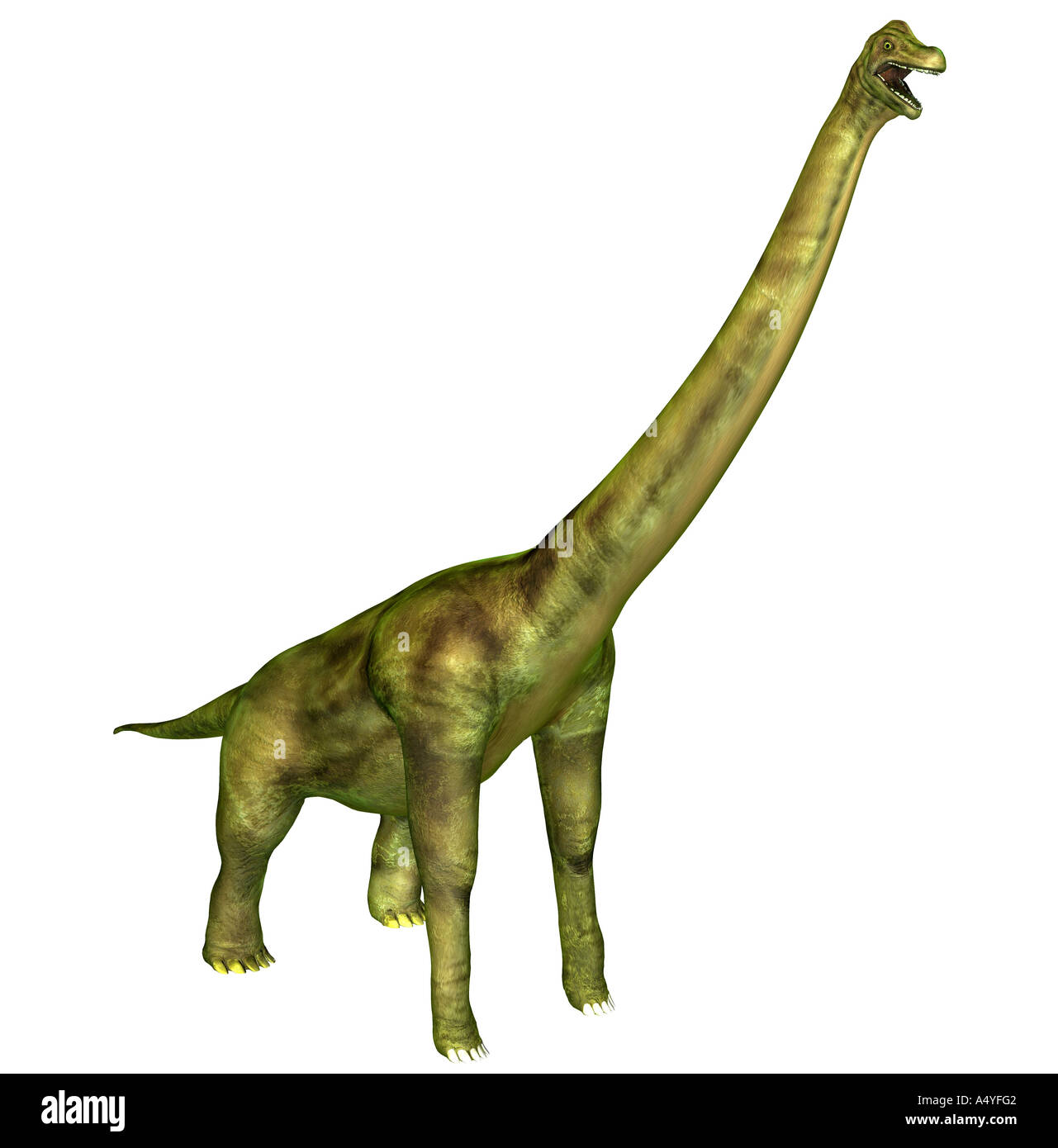 The brachiosaurus seemed also to arm lizard mentioned in the jurassic, had a weight of approx. 80 tons, a length of approx. 23 m Stock Photo