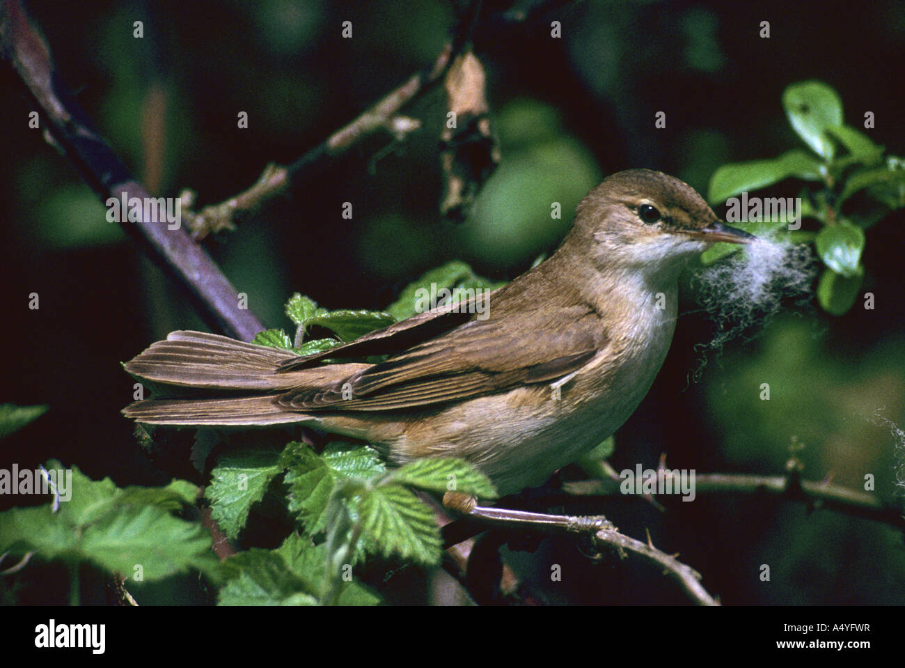 reed warbler Acrocephalus scirpaceus with wool Stock Photo