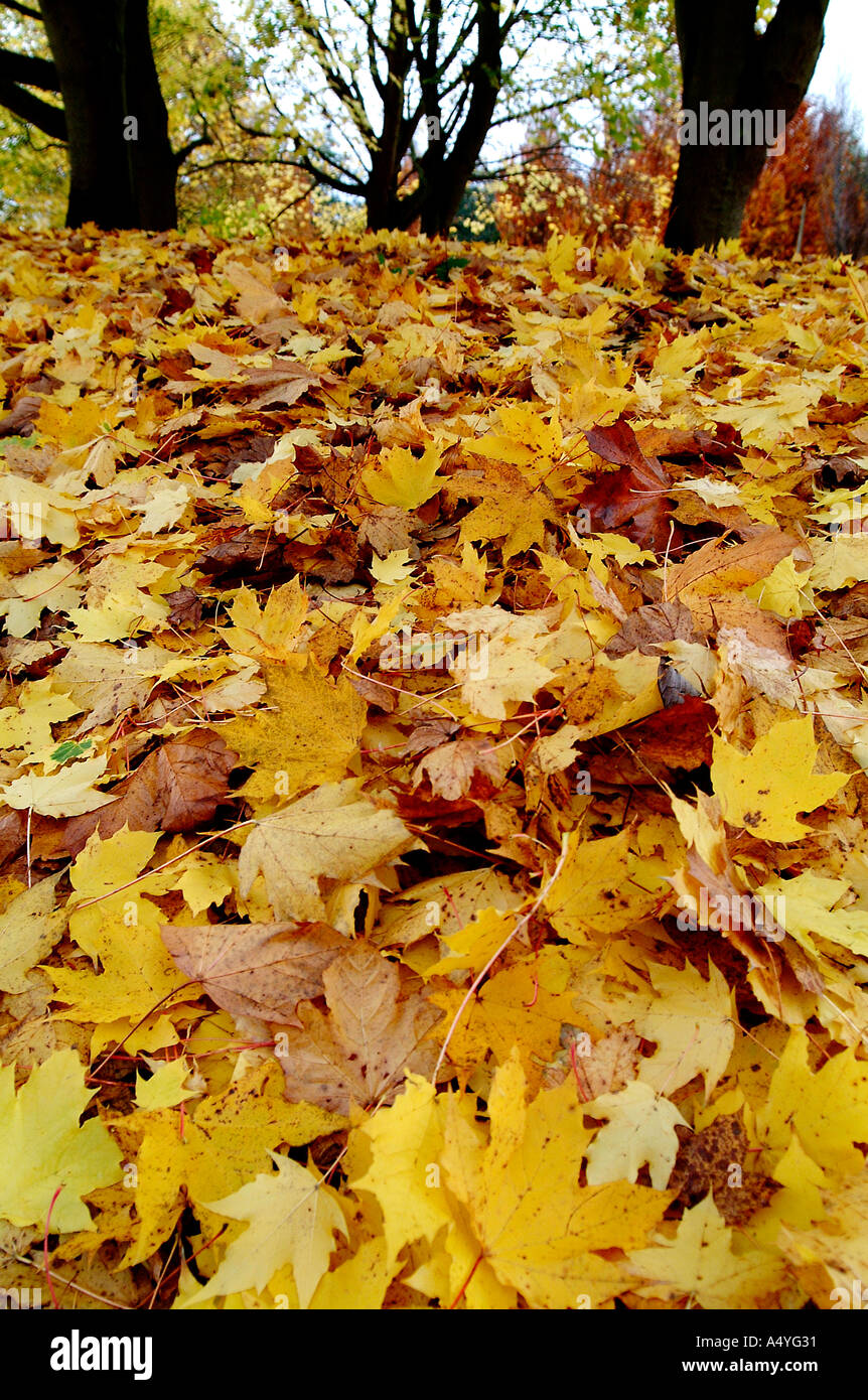 Belfast Northern Ireland Lady Dixon Park Autumn Leaves Stock Photo