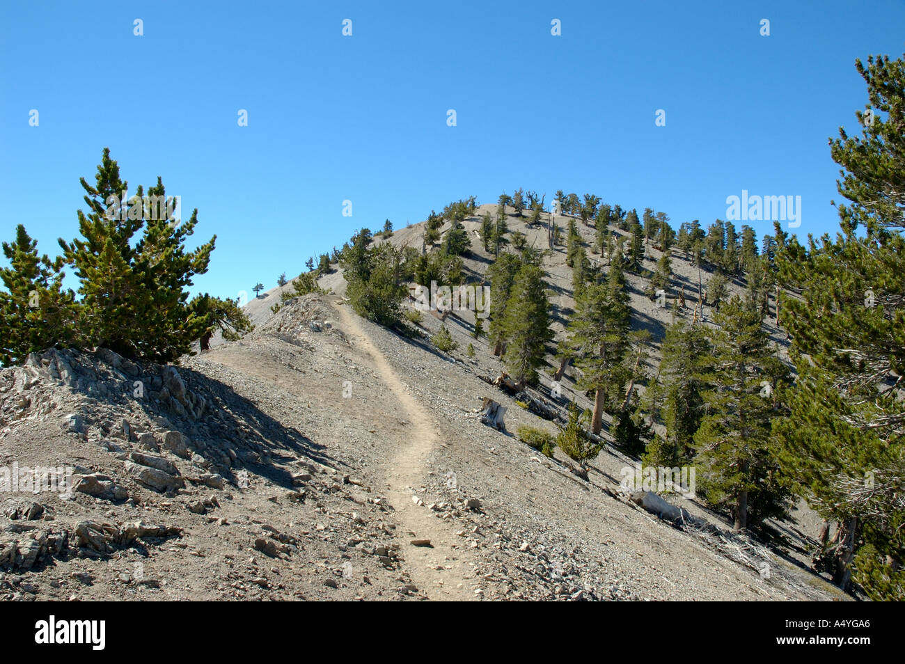 Trail leading to the summit of Mount Baden Powell Angeles National