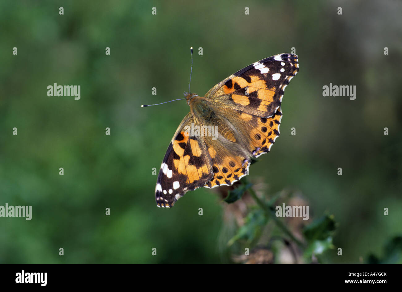 painted lady butterfly Vanessa cardui Stock Photo