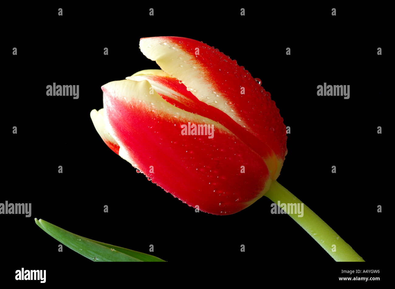 White red flower of a tulip Stock Photo