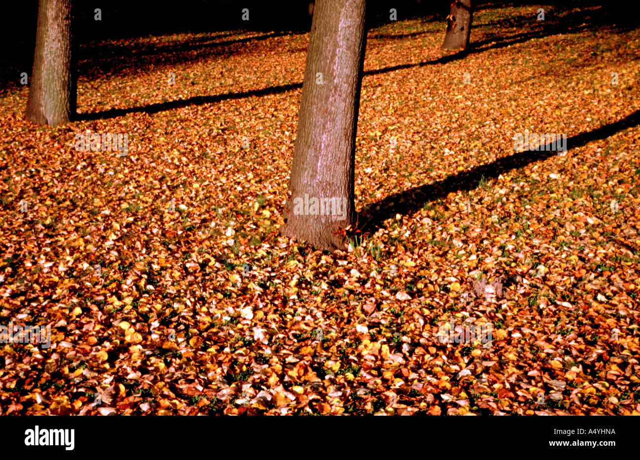 Carpet of autumn leaves surround tree trunks Stock Photo