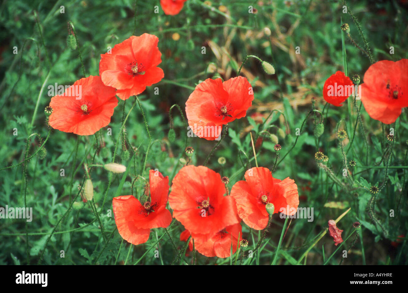 Red flowers in nature hi-res stock photography and images - Alamy