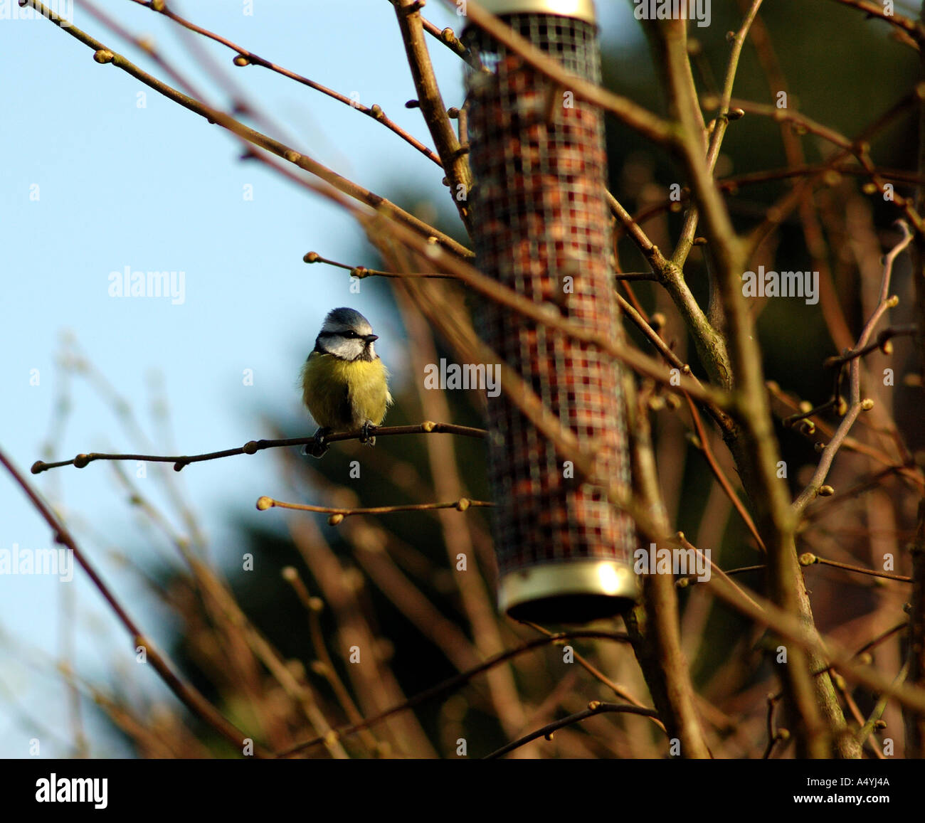 British blue tit in the countryside feeding on the nuts Stock Photo