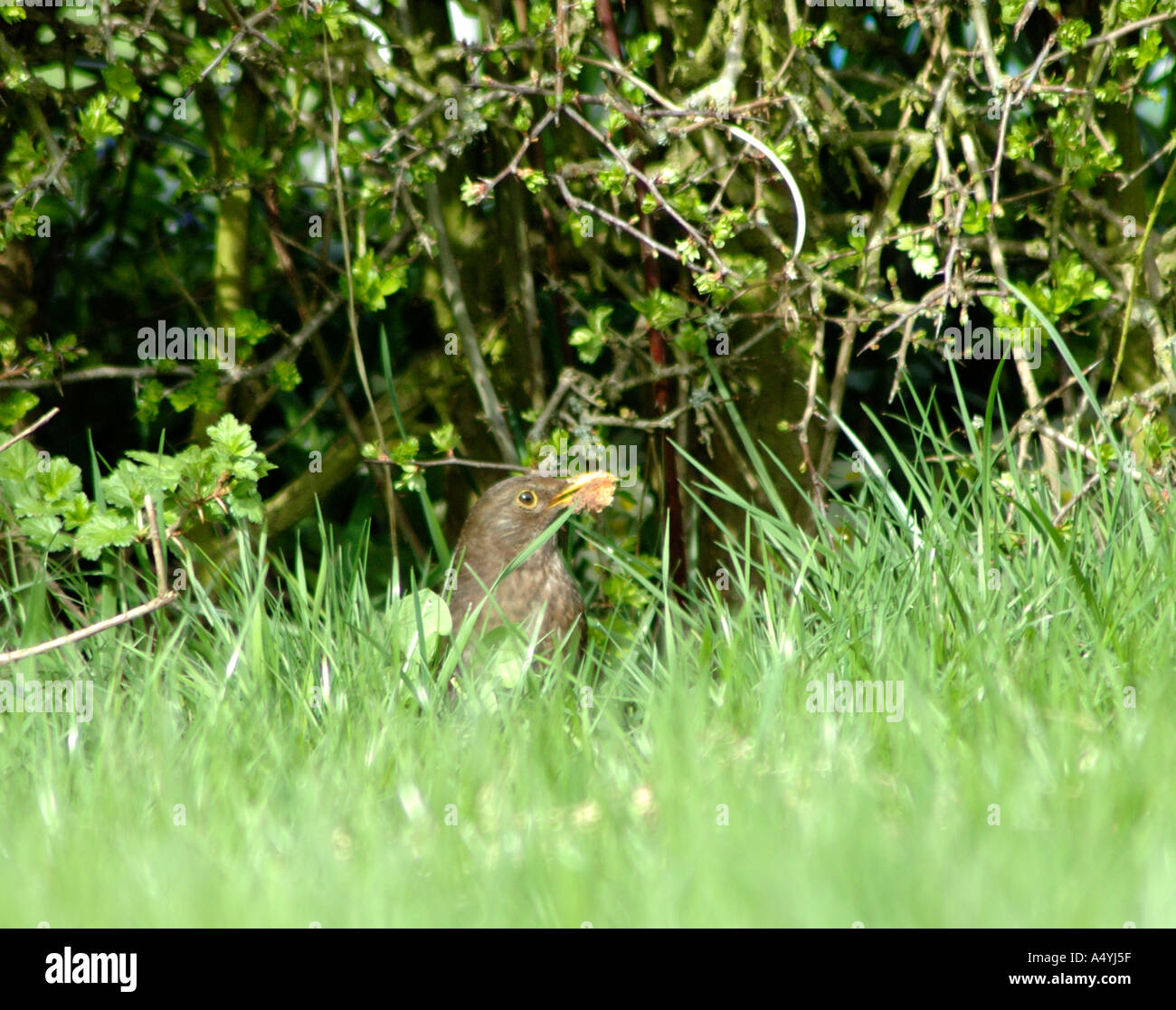 Female black bird looking for food in the long grass Stock Photo