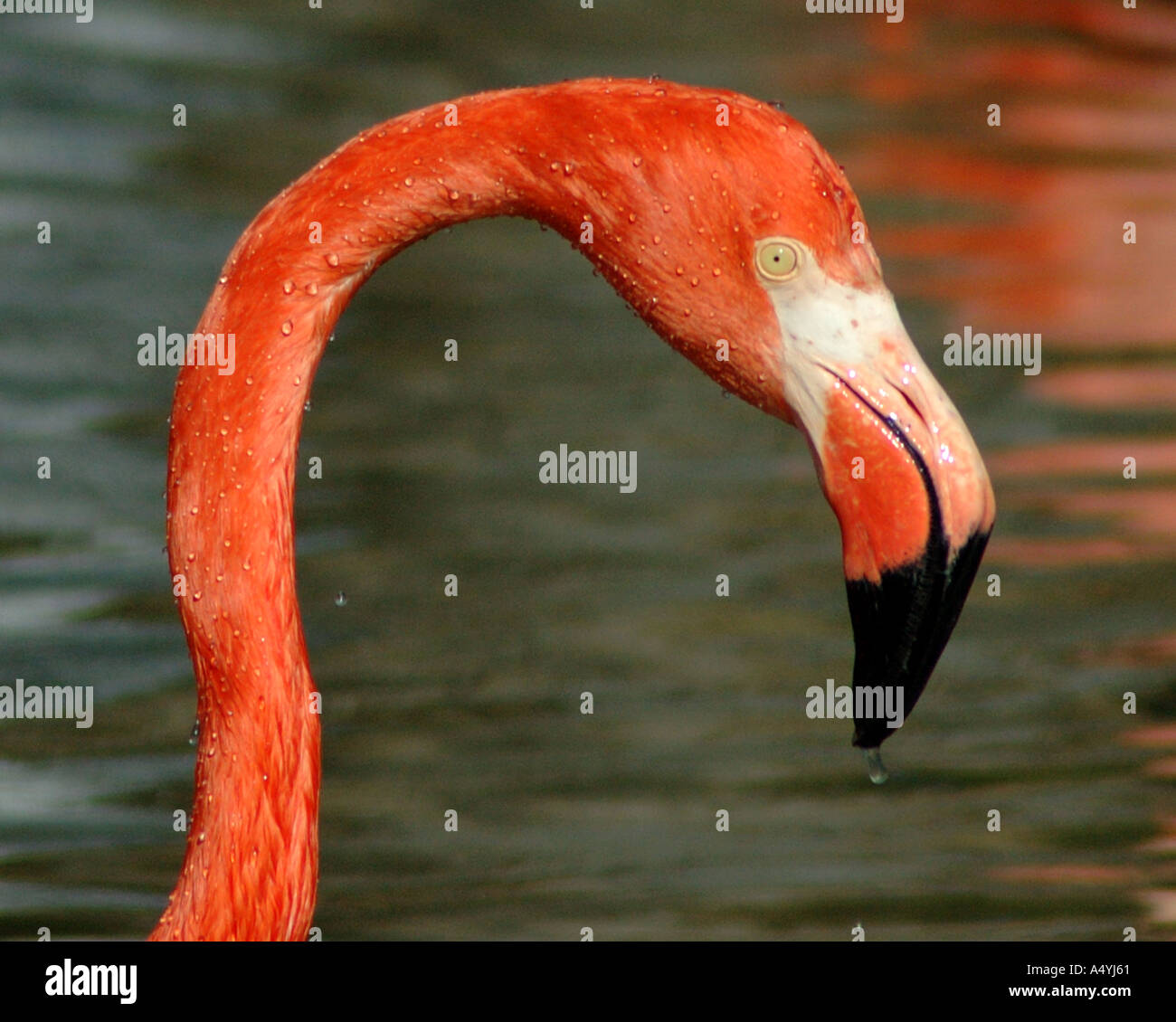 Head and beak shot of a Flamingo Stock Photo