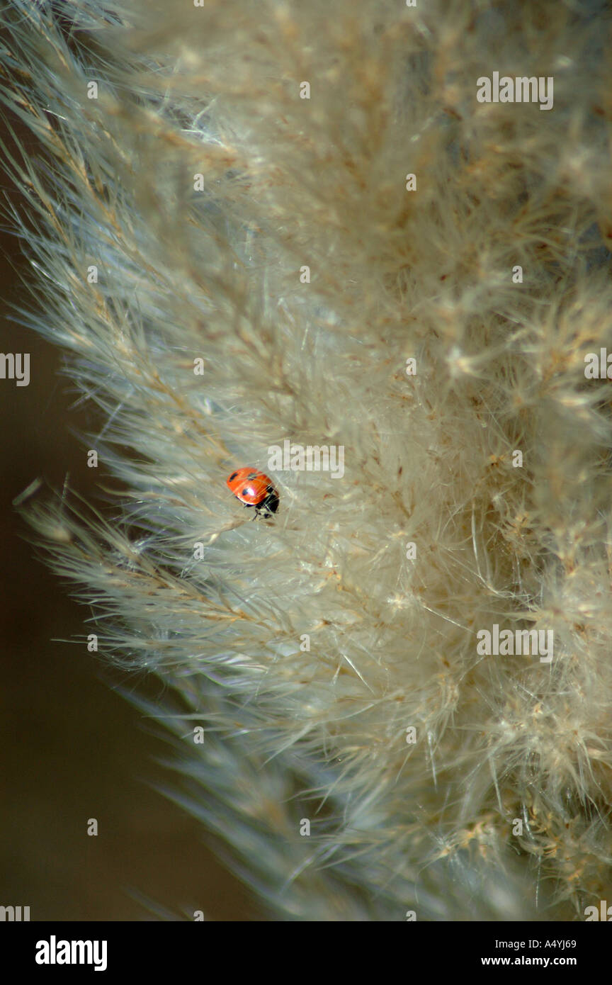 pampas grass with a ladybird Stock Photo