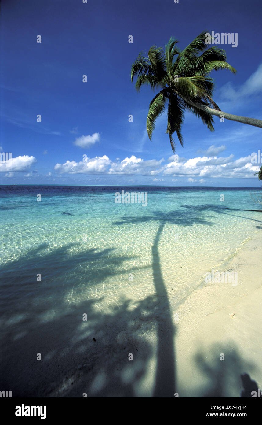 Palm tree shadow water hi-res stock photography and images - Alamy