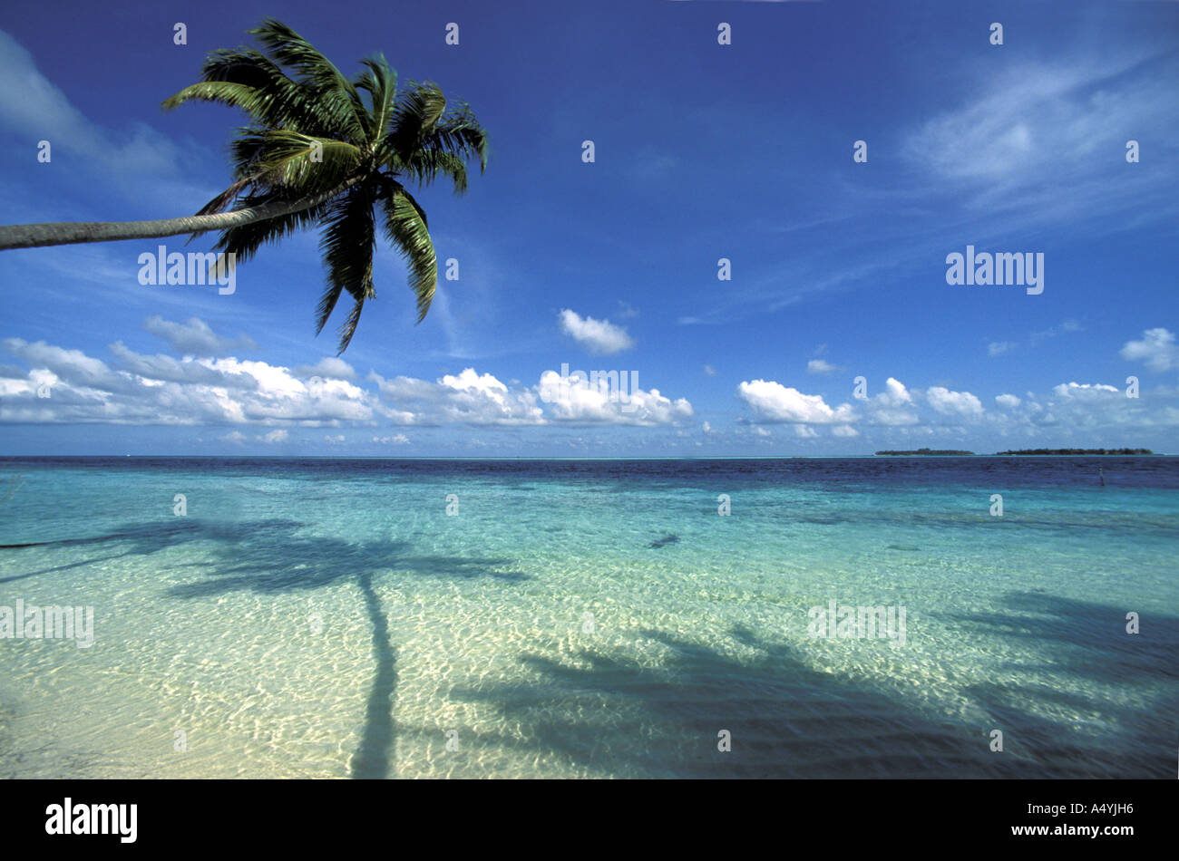 Palm growing on the beach Stock Photo Alamy