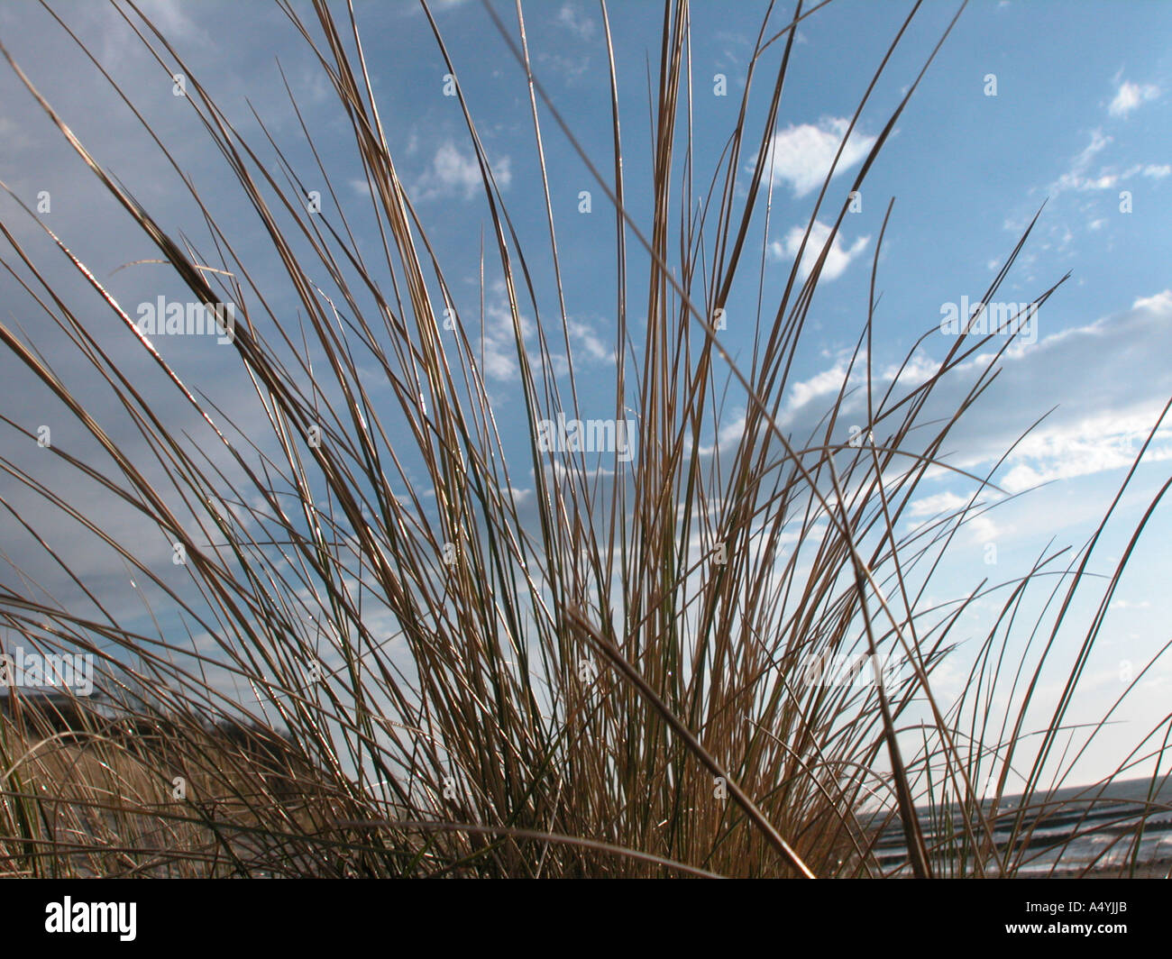 A long grass in front of the sky Stock Photo