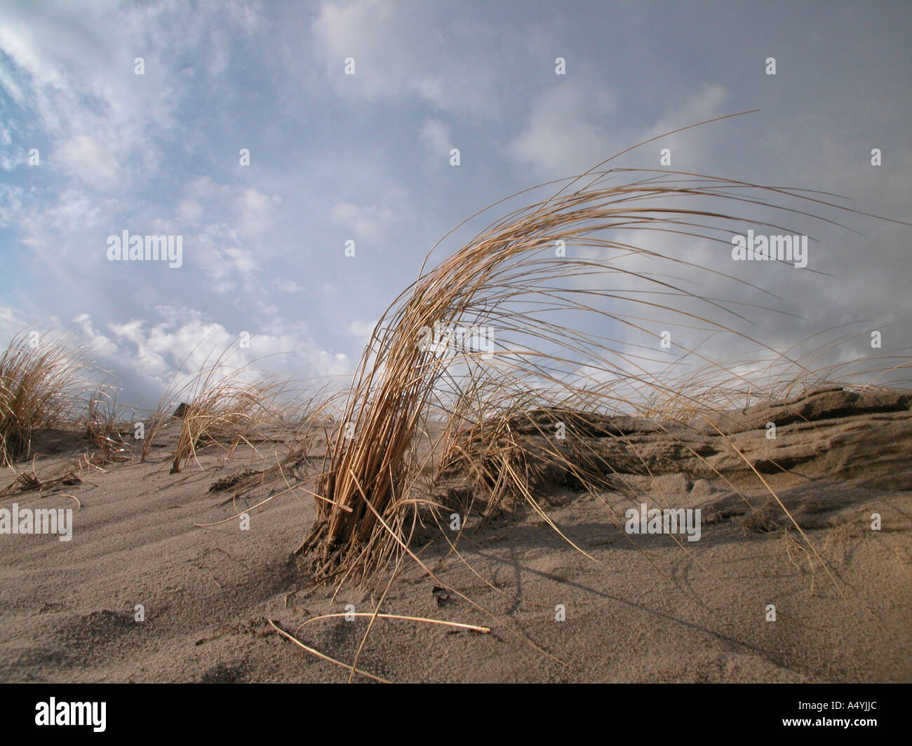 Windswept marram grass Stock Photo