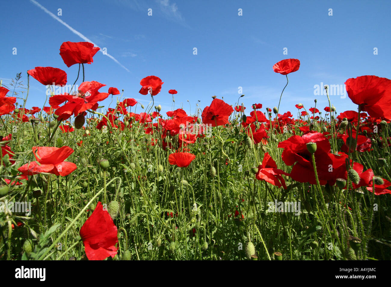 Field of poppy seed Stock Photo Alamy