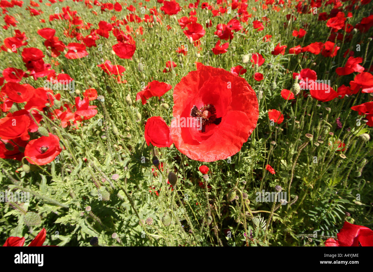 Field of poppy seed Stock Photo Alamy