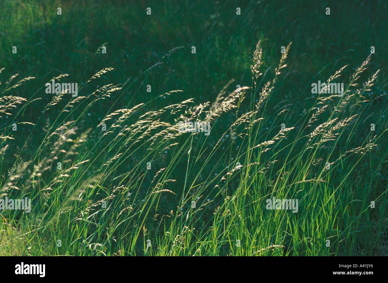 The blade hi-res stock photography and images - Alamy