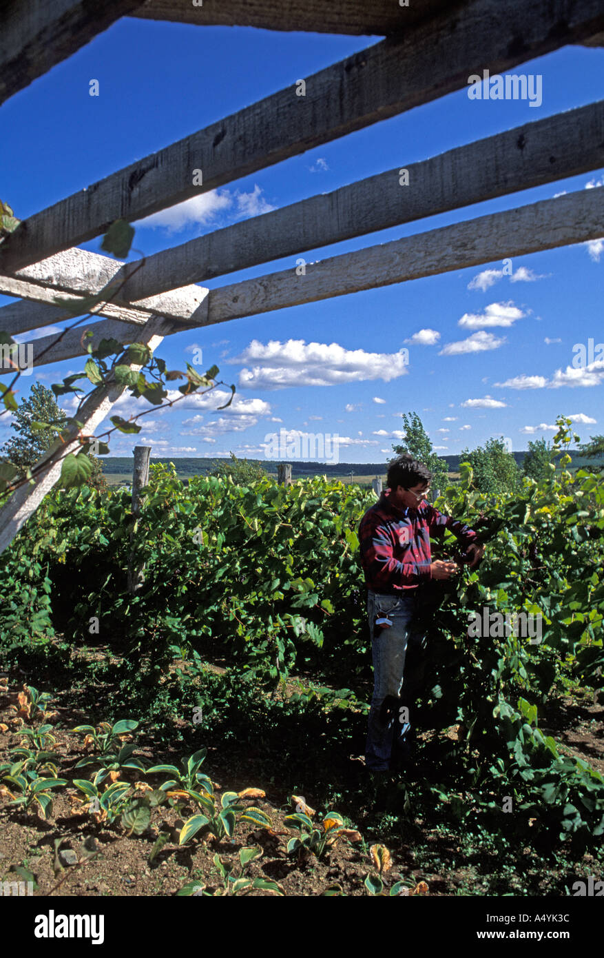 Organic farmer tending his organic grapes and vines in New Brunswick