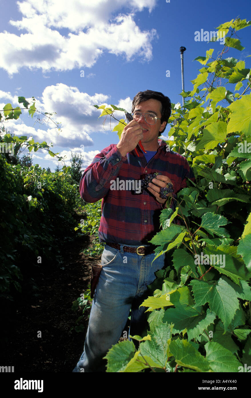 Organic farmer tending his organic grapes and vines in New Brunswick