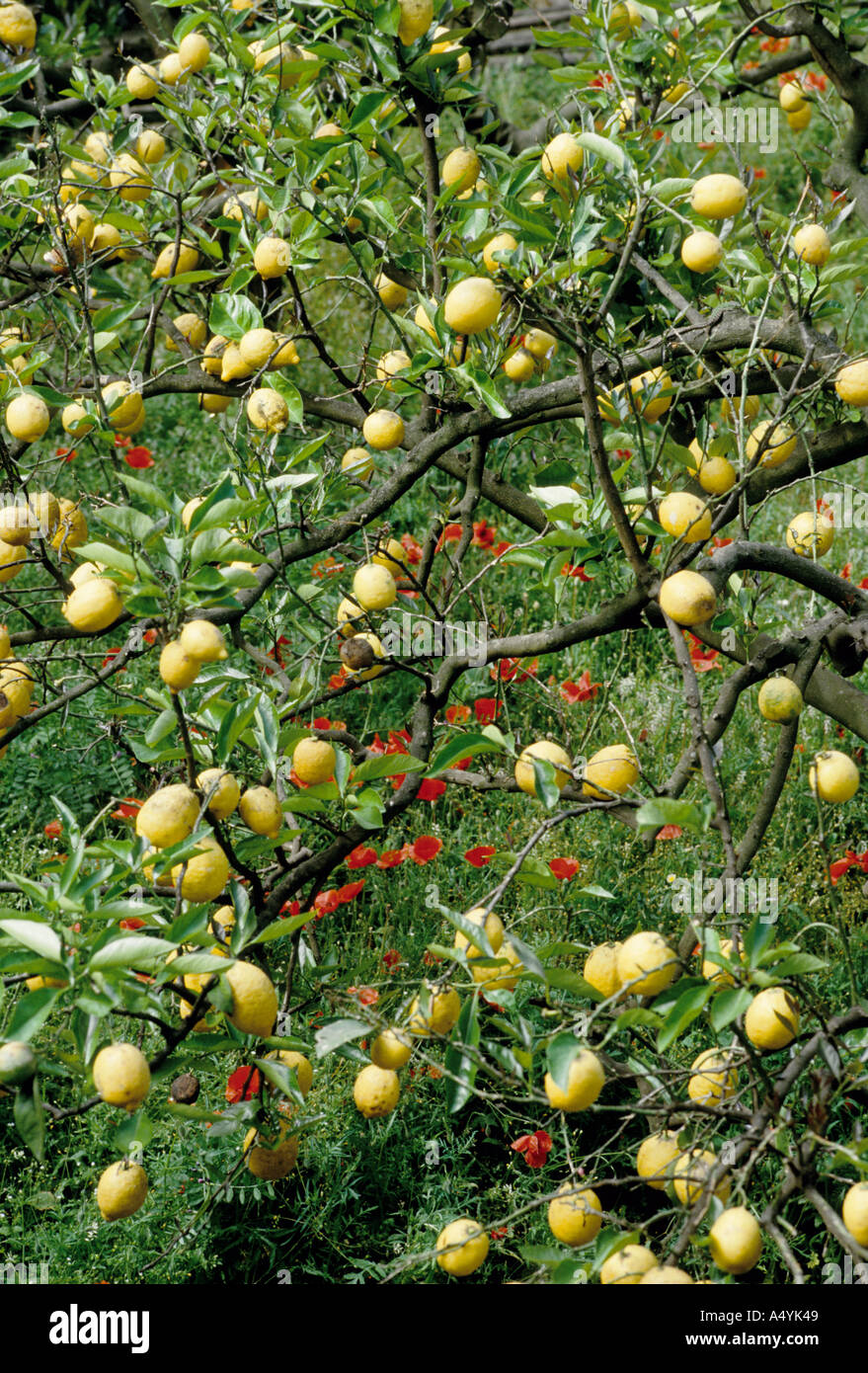 Sorrento and lemon grove hi-res stock photography and images - Alamy