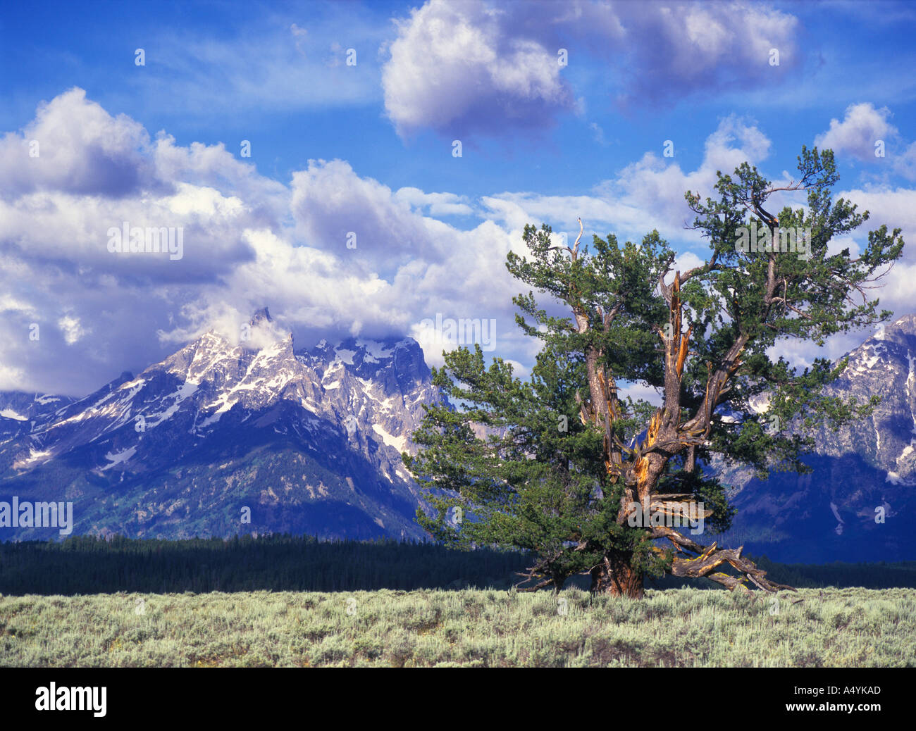 Old limber pine (Pinus flexus) stands among the sagebrush and Grand Teton mountains Grand Teton National Park Wyoming USA Stock Photo