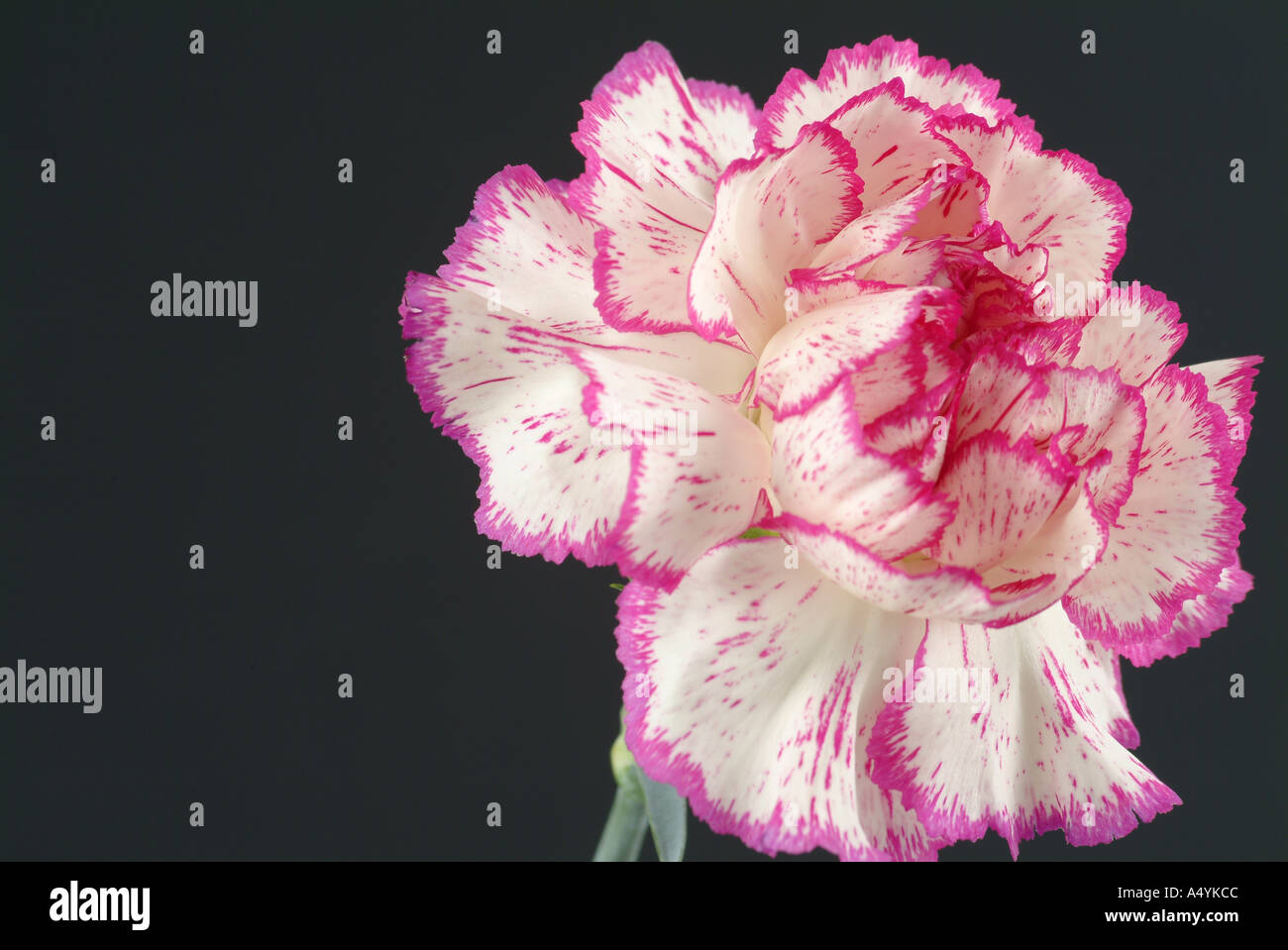 white and pink flower carnation on black background Stock Photo - Alamy