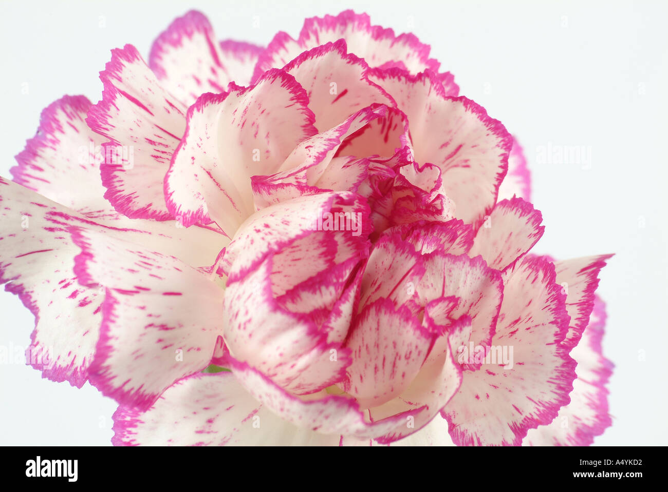 white and pink flower carnation on white background Stock Photo - Alamy
