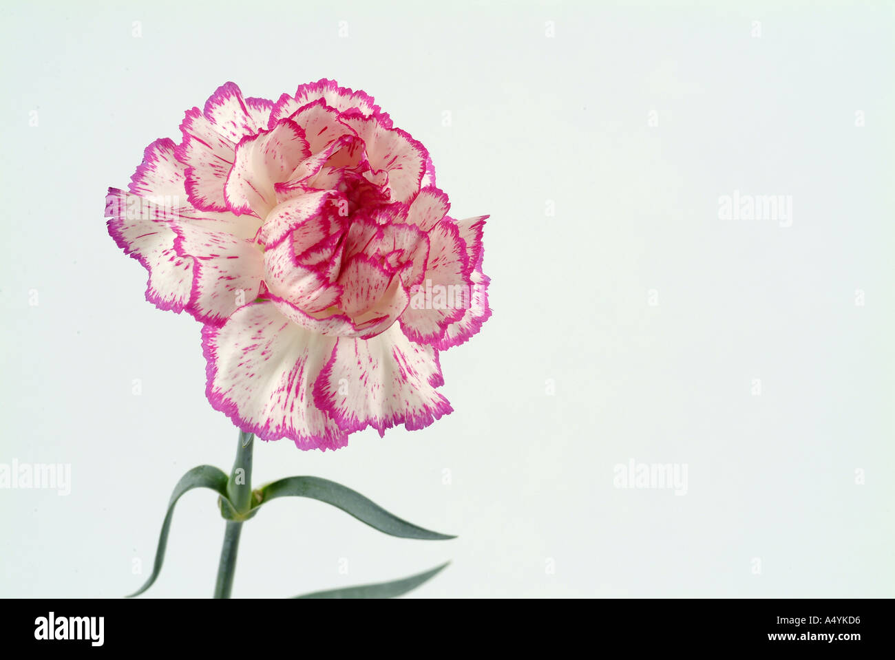 white and pink flower carnation on white background Stock Photo - Alamy