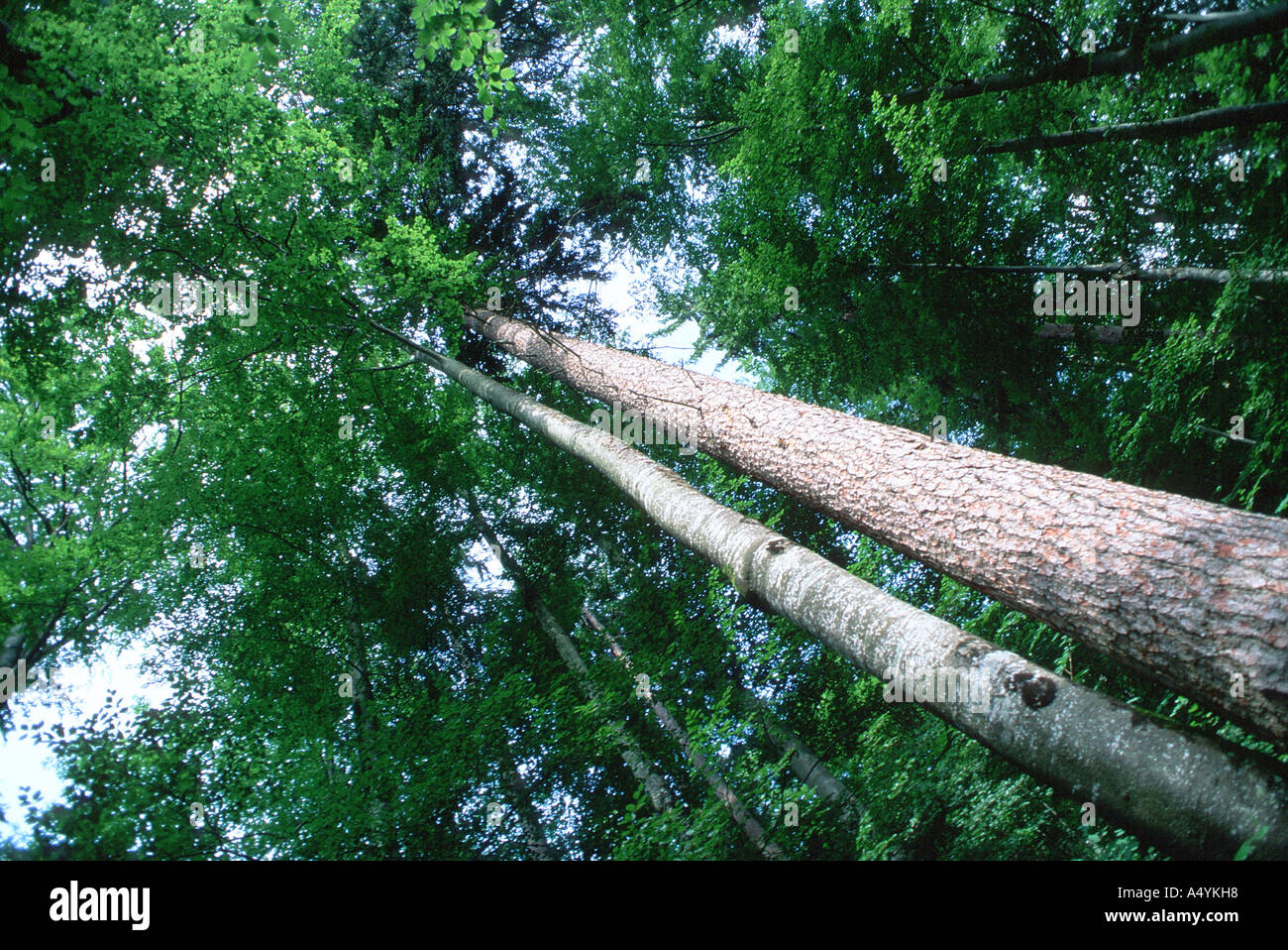 Beech pine next to one another Stock Photo