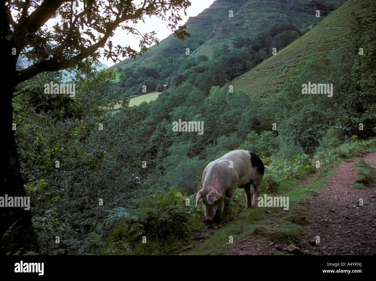 pig, pig looking for food, digging for food, French Basque Country, village of Bidarray, Bidarray, France, Europe Stock Photo