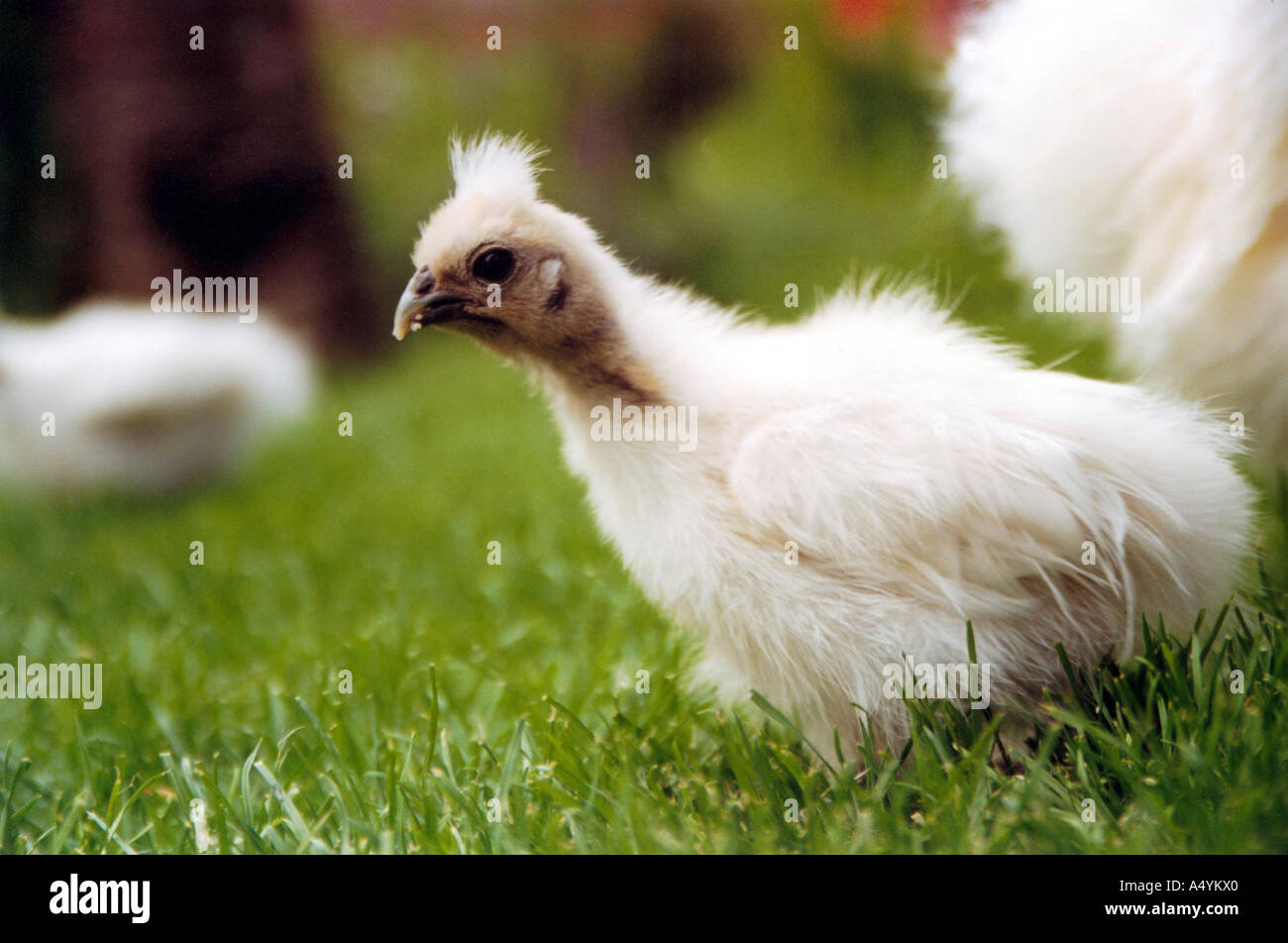 Chicken ugly Stock Photo