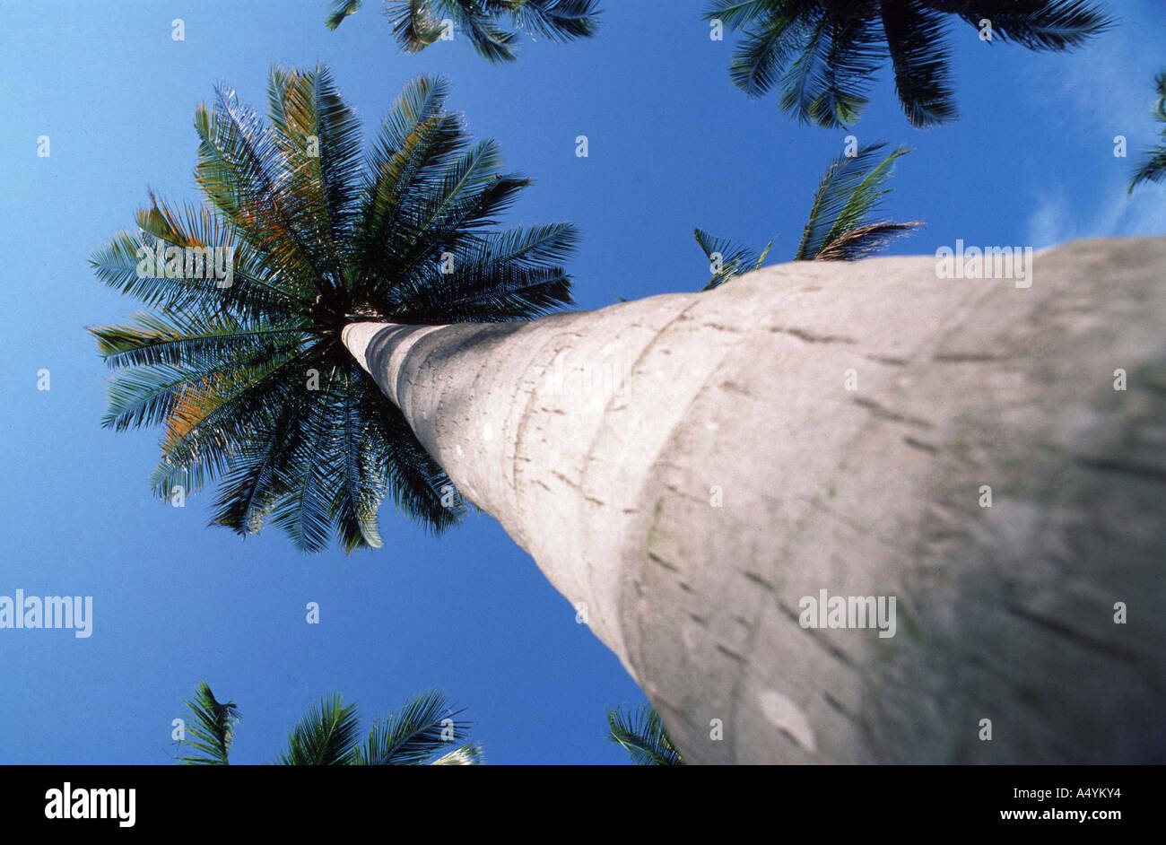 Palm treetop hi-res stock photography and images - Alamy