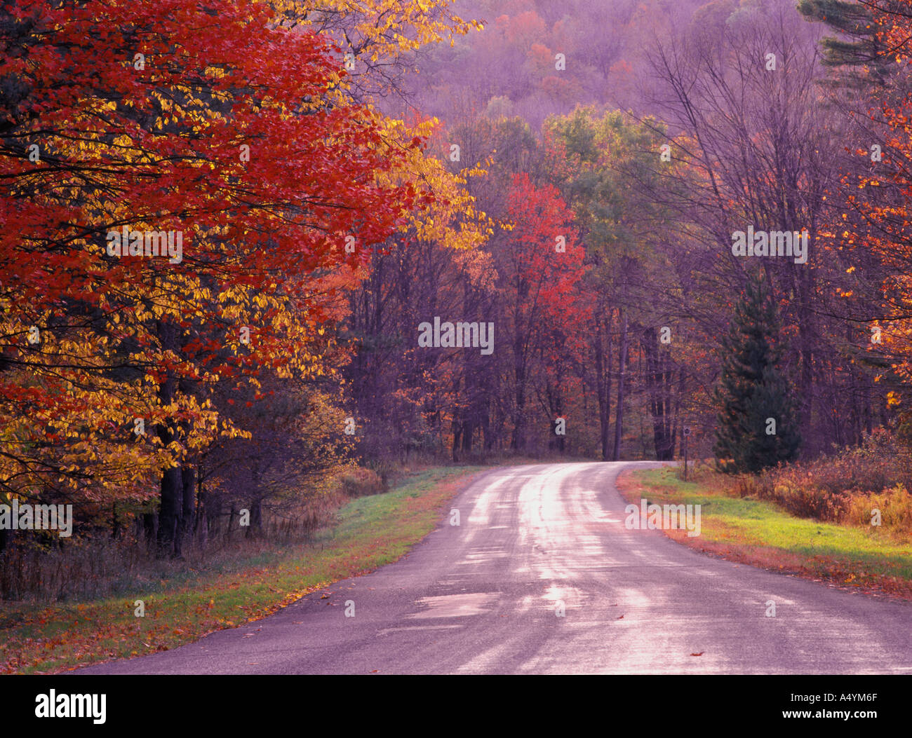 Road through Allegheny National Forest in late fall color autumn Pennsylvania USA Stock Photo