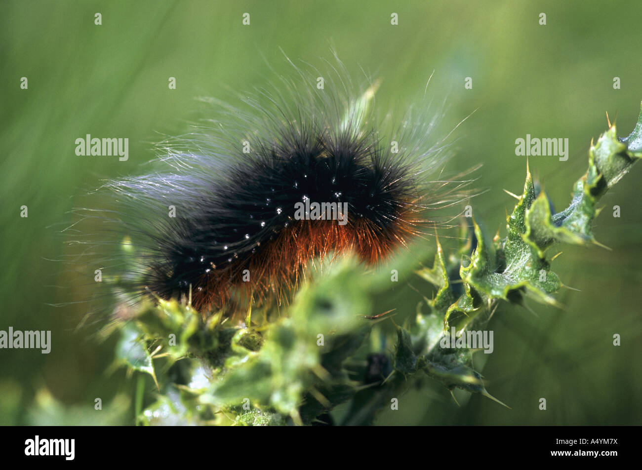 garden tiger moth caterpillar Arctia caja Stock Photo