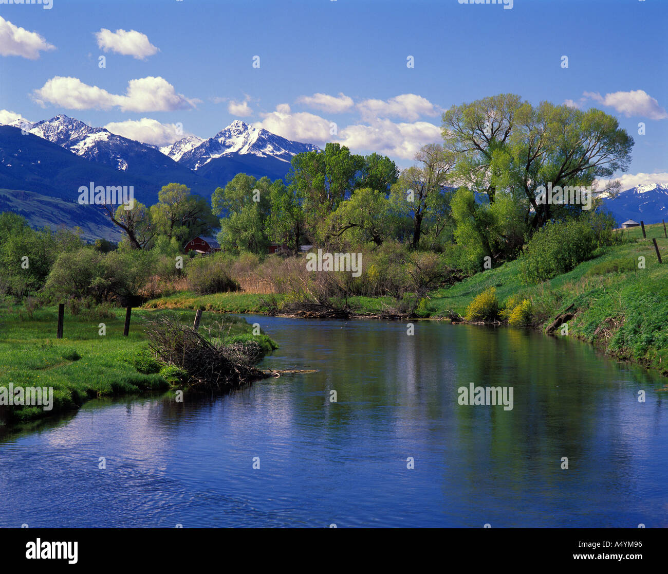 North american riparian plants hires stock photography and images Alamy