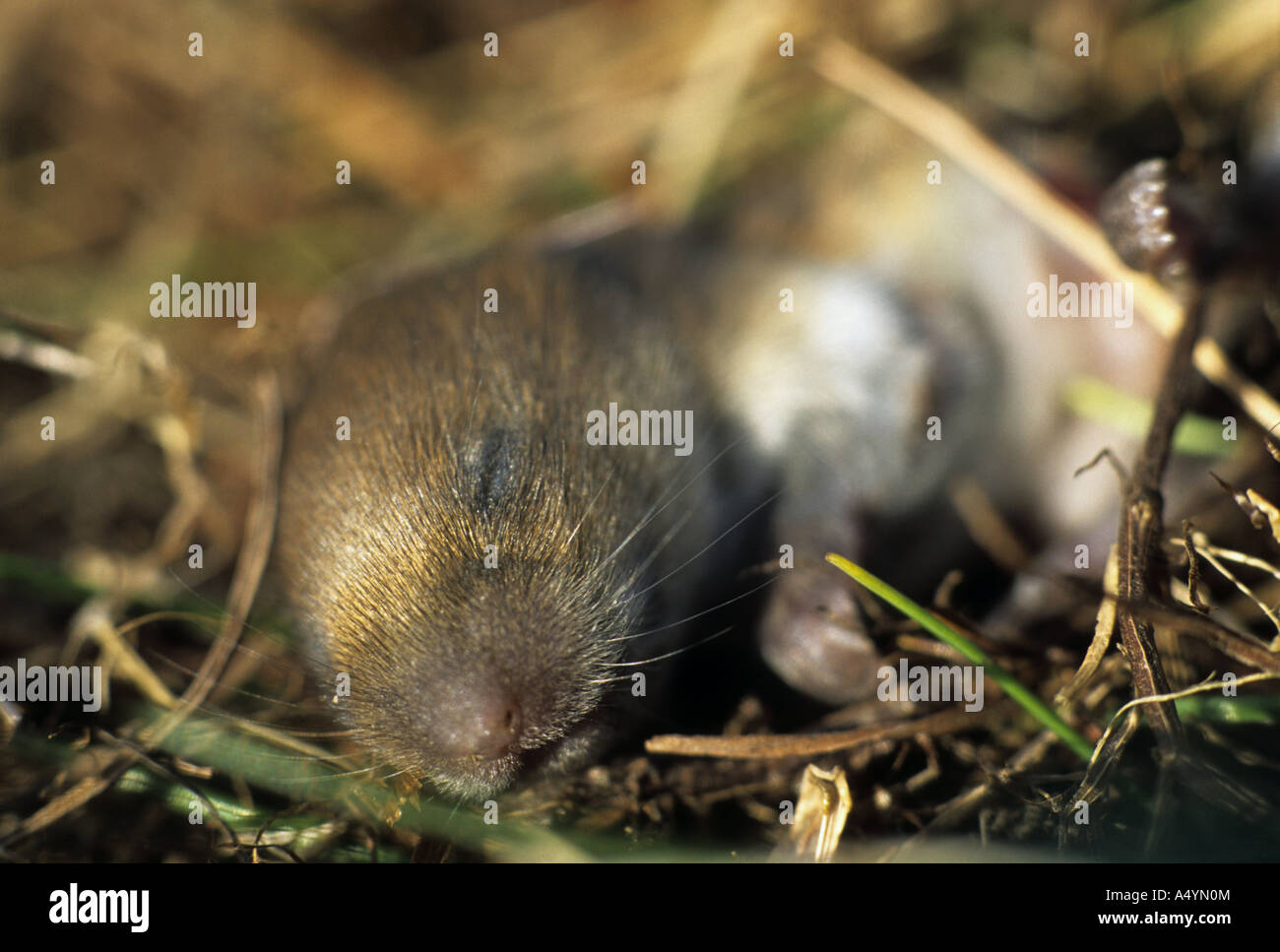 field vole Microtus agrestis young Stock Photo