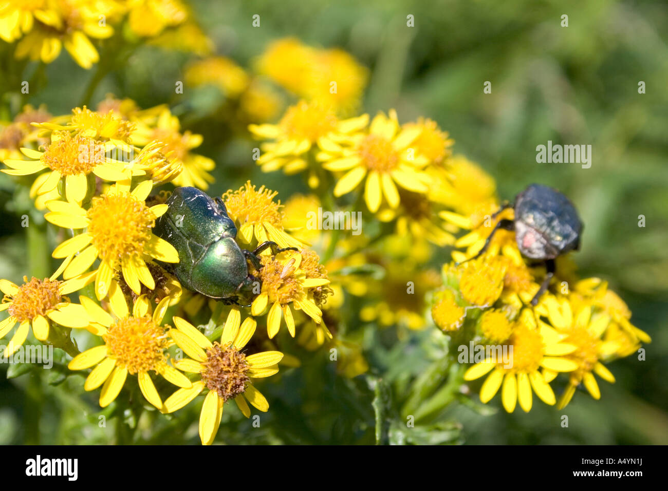 Plantlife and Large Bugs on Lundy Island Stock Photo