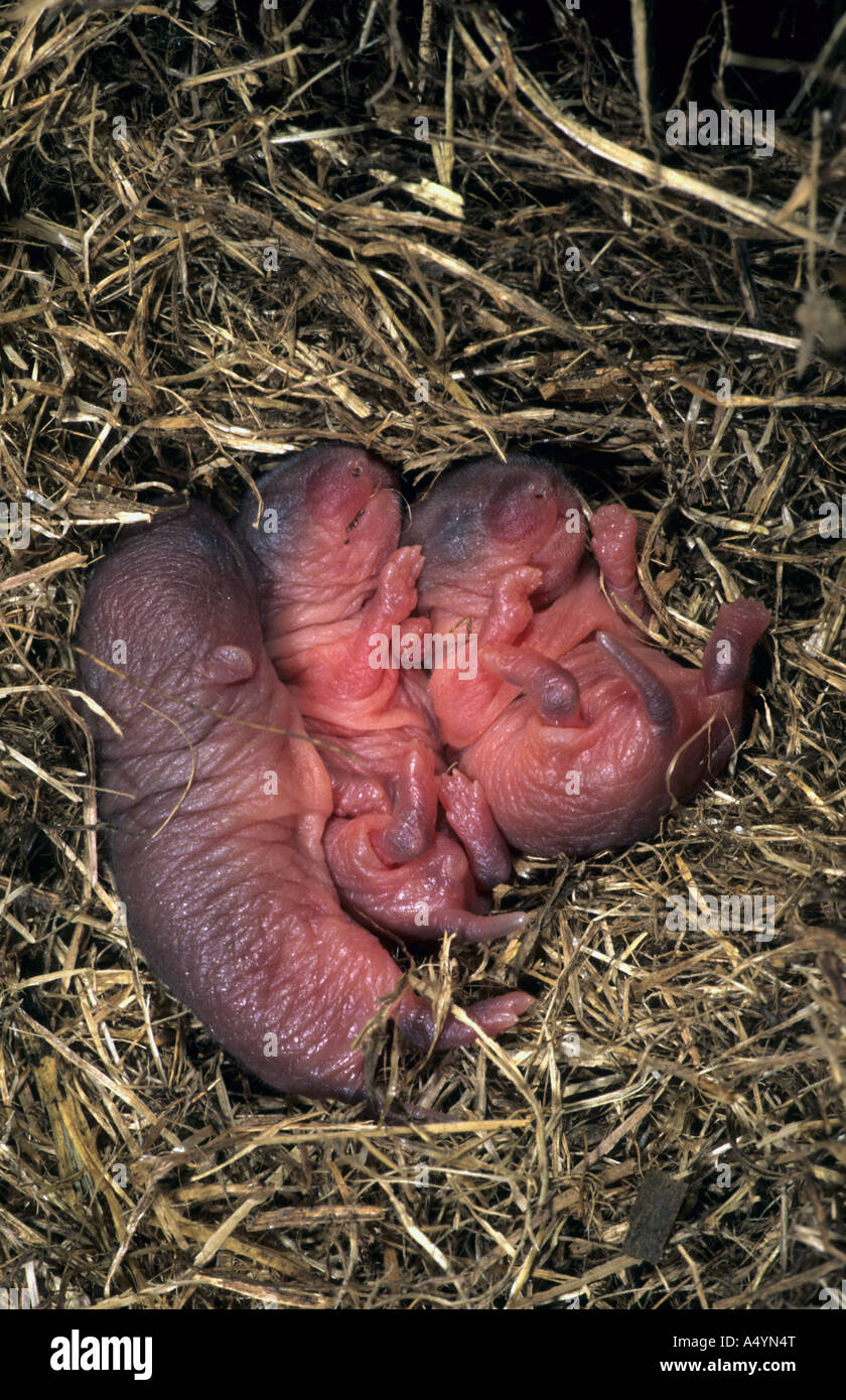 field voles Microtus agrestis young in nest Stock Photo Alamy