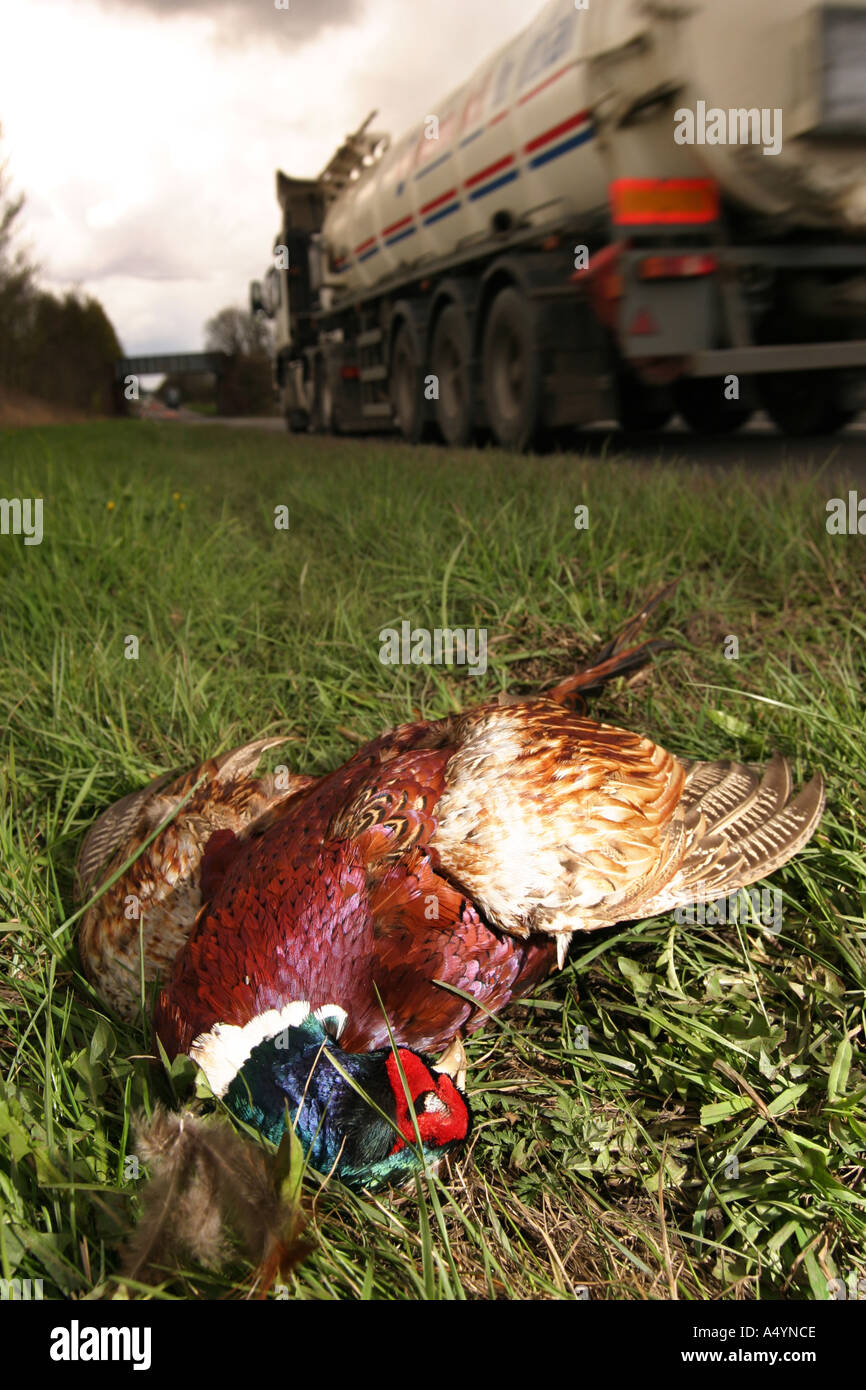 Dead pheasant lying on grass at the side of a road A985 fife Scotland 2005  Stock Photo