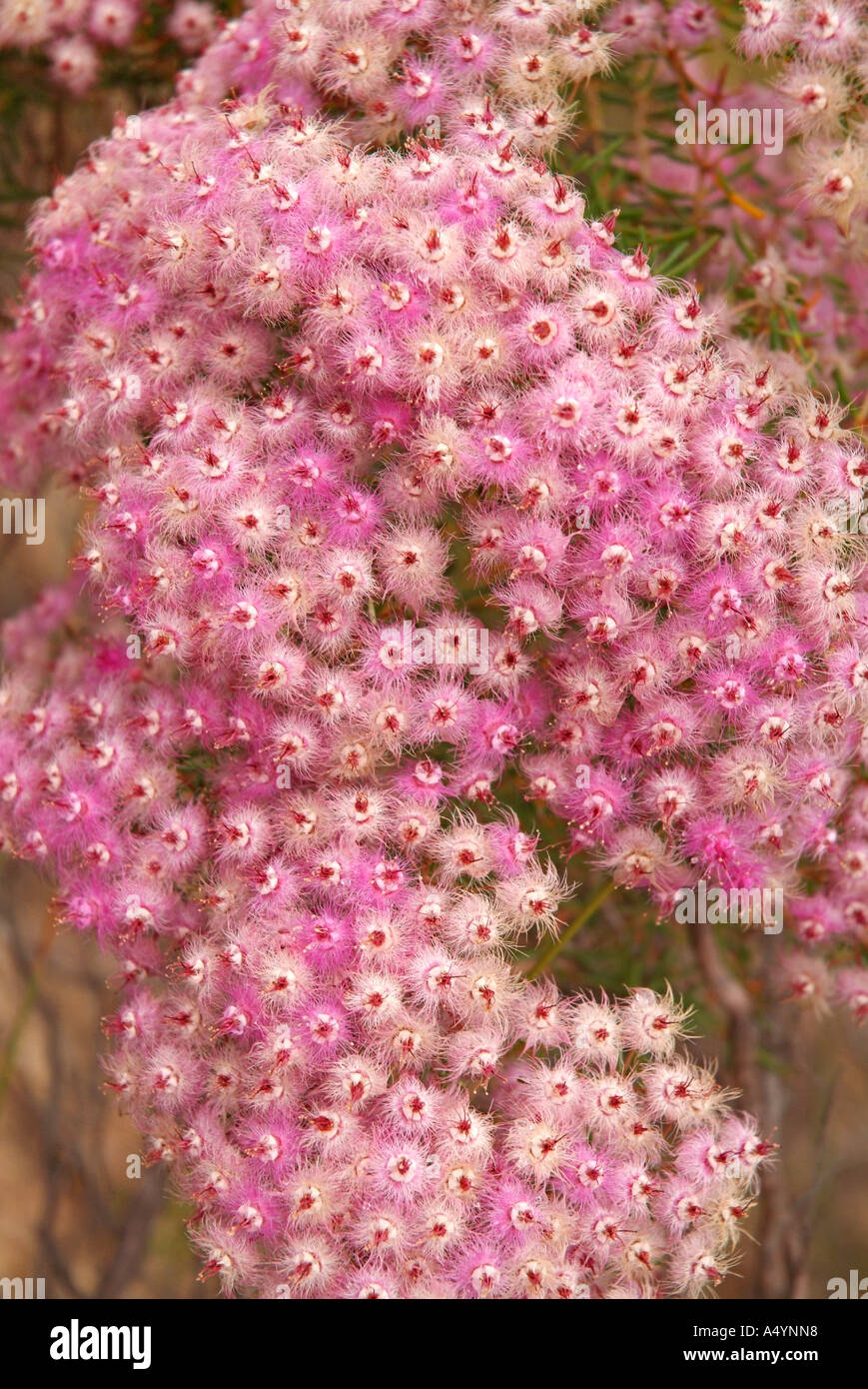 Delicate flowers Australian flora Western Australia Verticordia species Stock Photo