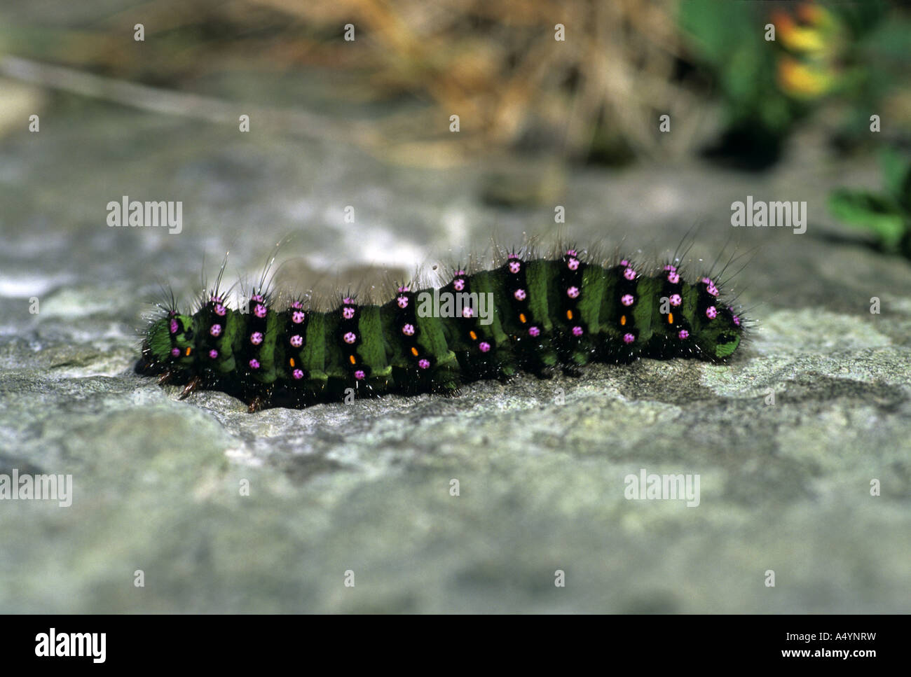 emperor moth caterpillar Saturnia pavonia Stock Photo - Alamy