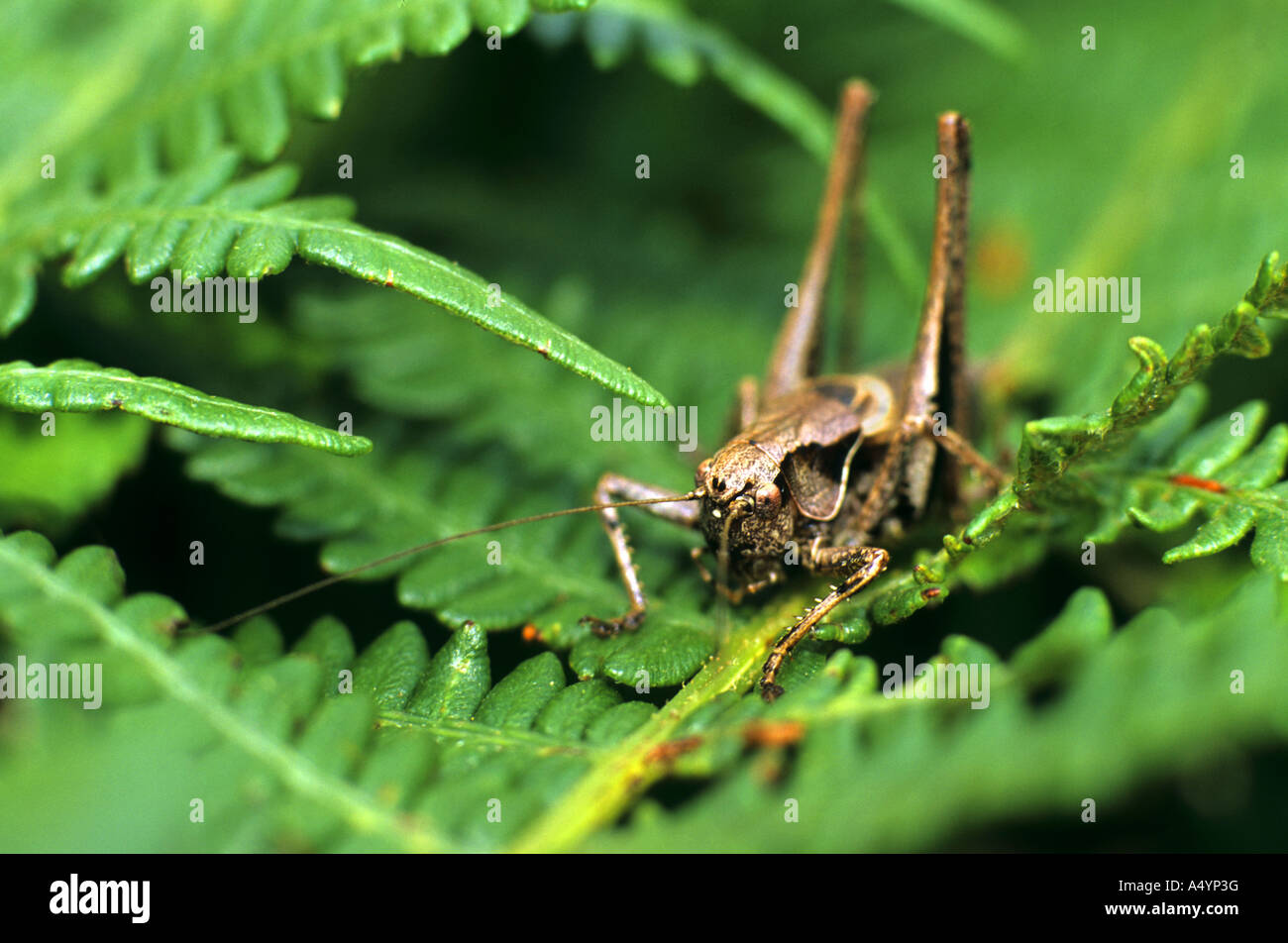 Dark Bush Cricket Uk Hi res Stock Photography And Images Alamy dark-bush-cricket-uk-hi-res-stock-photography-and-images-alamy