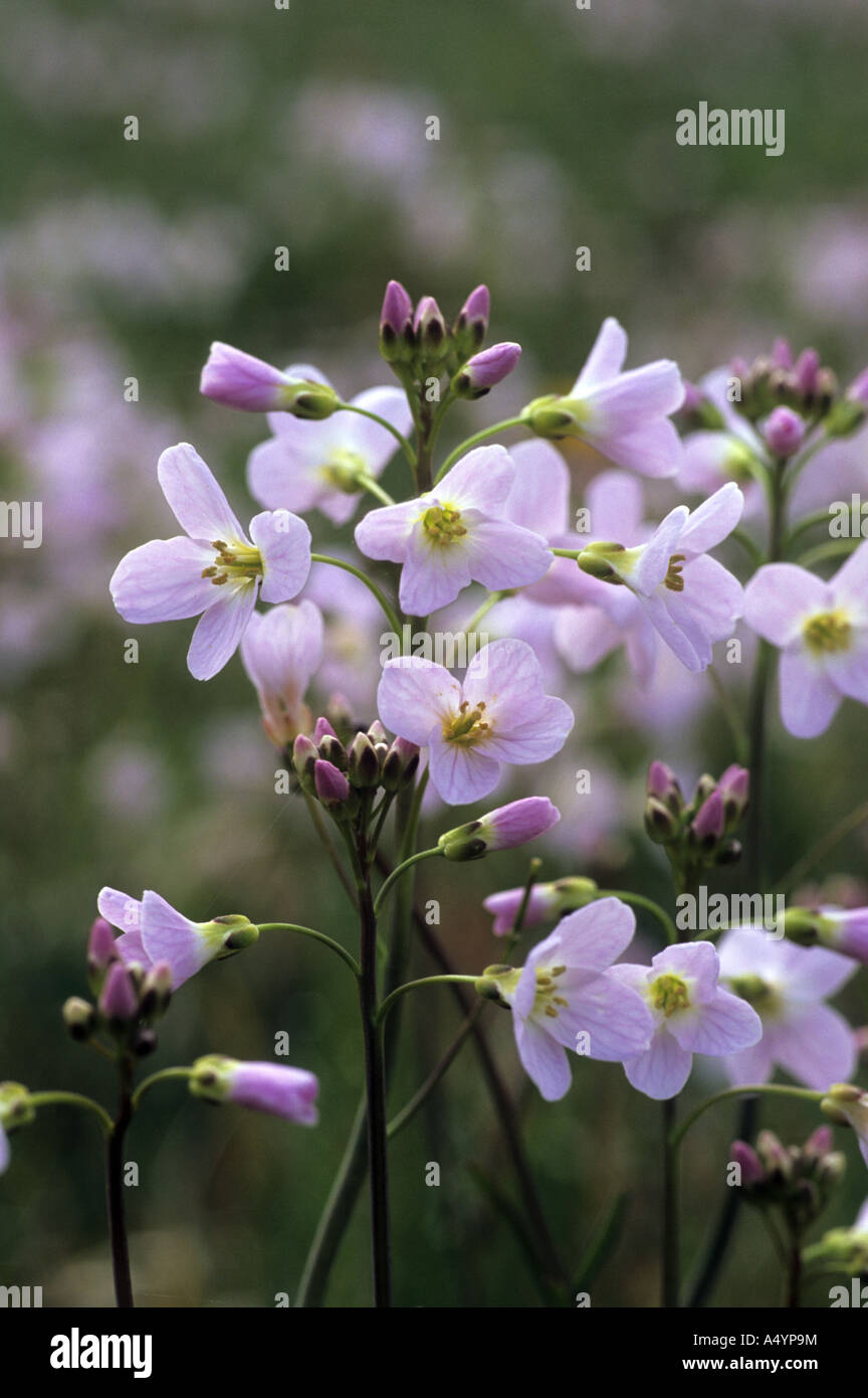 cuckoo flower Cardamine pratensis Stock Photo - Alamy