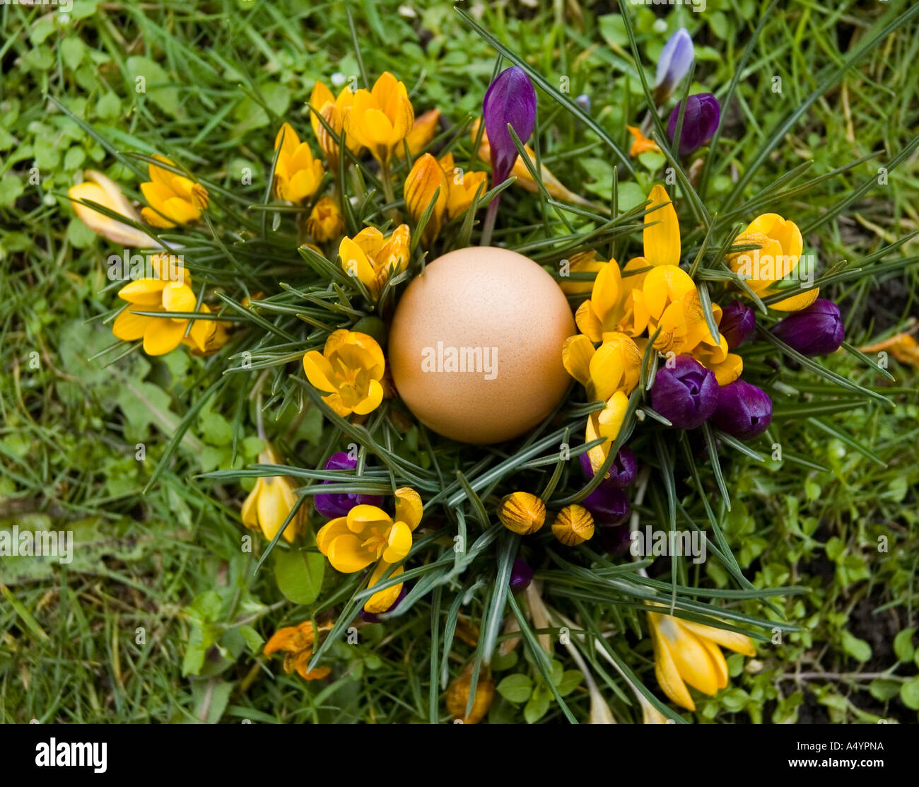 Egg in a nest of purple and yellow crocuses Stock Photo