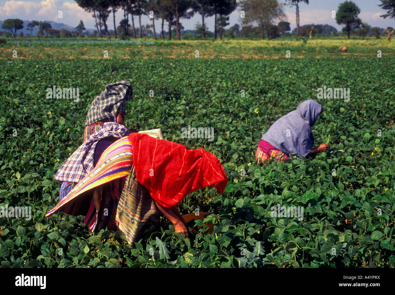 Guatemalans, Guatemalan farmer, Guatemalan farmers, corn crop Stock Photo Alamy