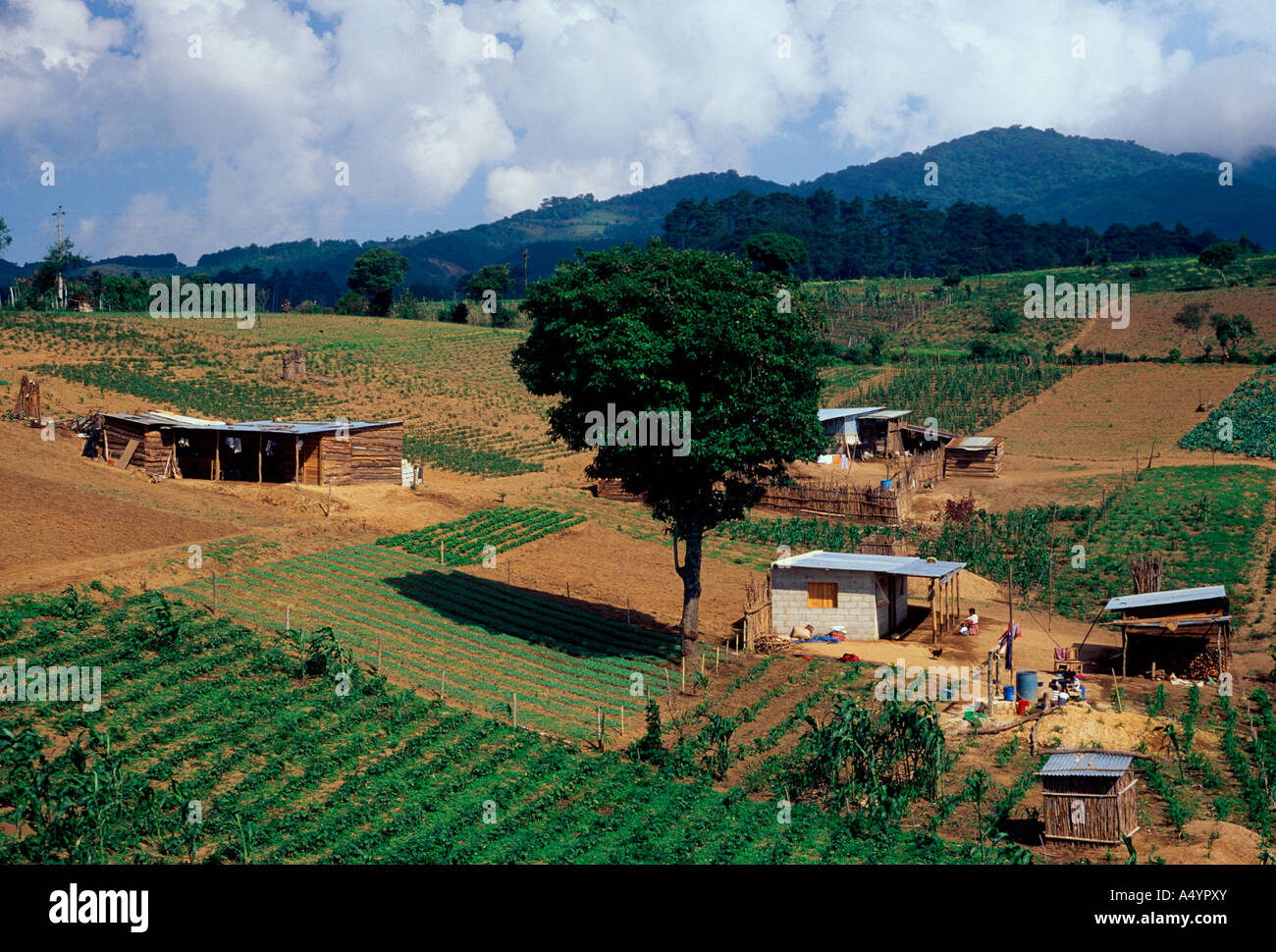 agriculture, agricultural crops, cropland, farm, farms, between towns of Tecpan and Patzicia