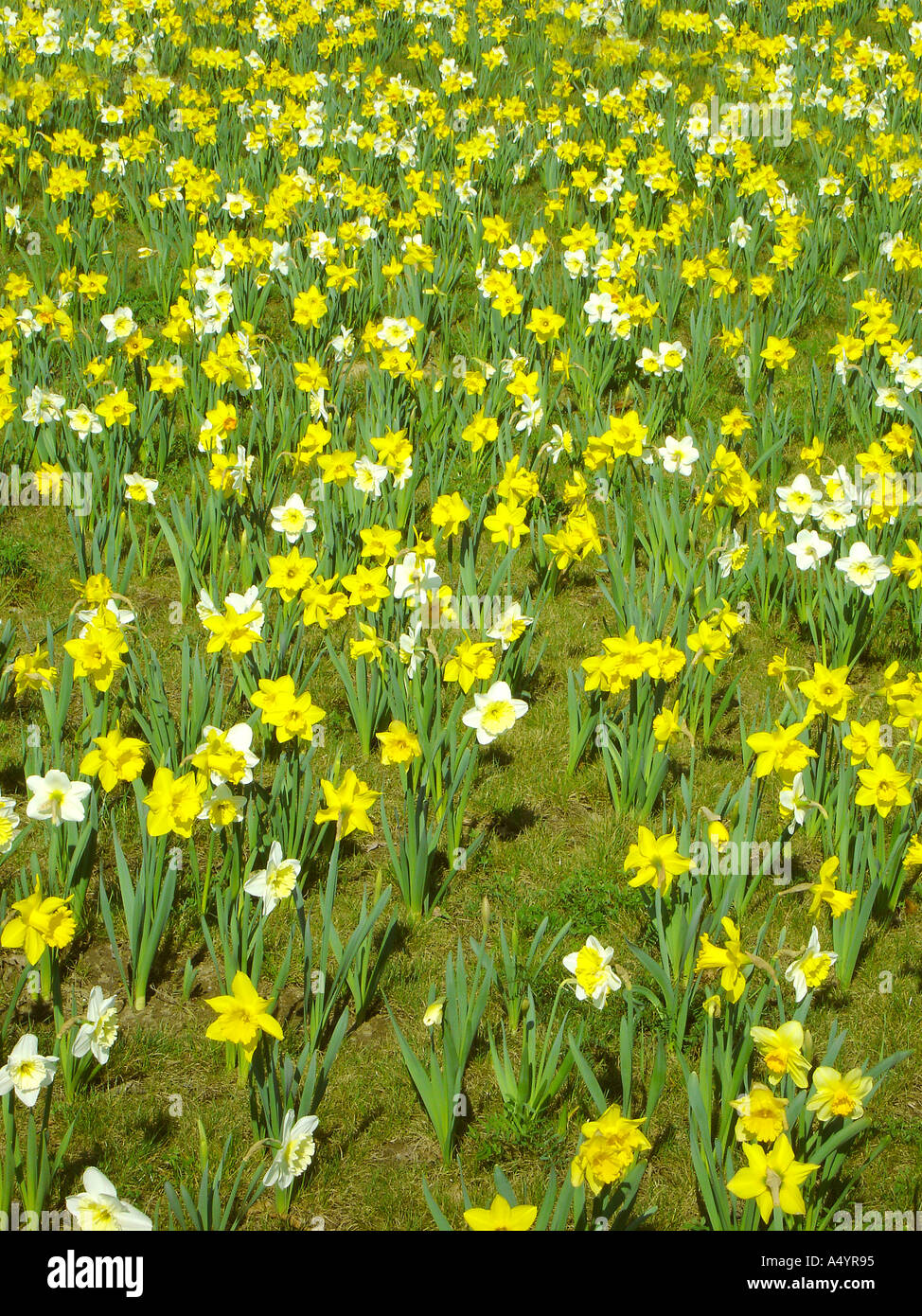 Narcissuses Narzissen Stock Photo