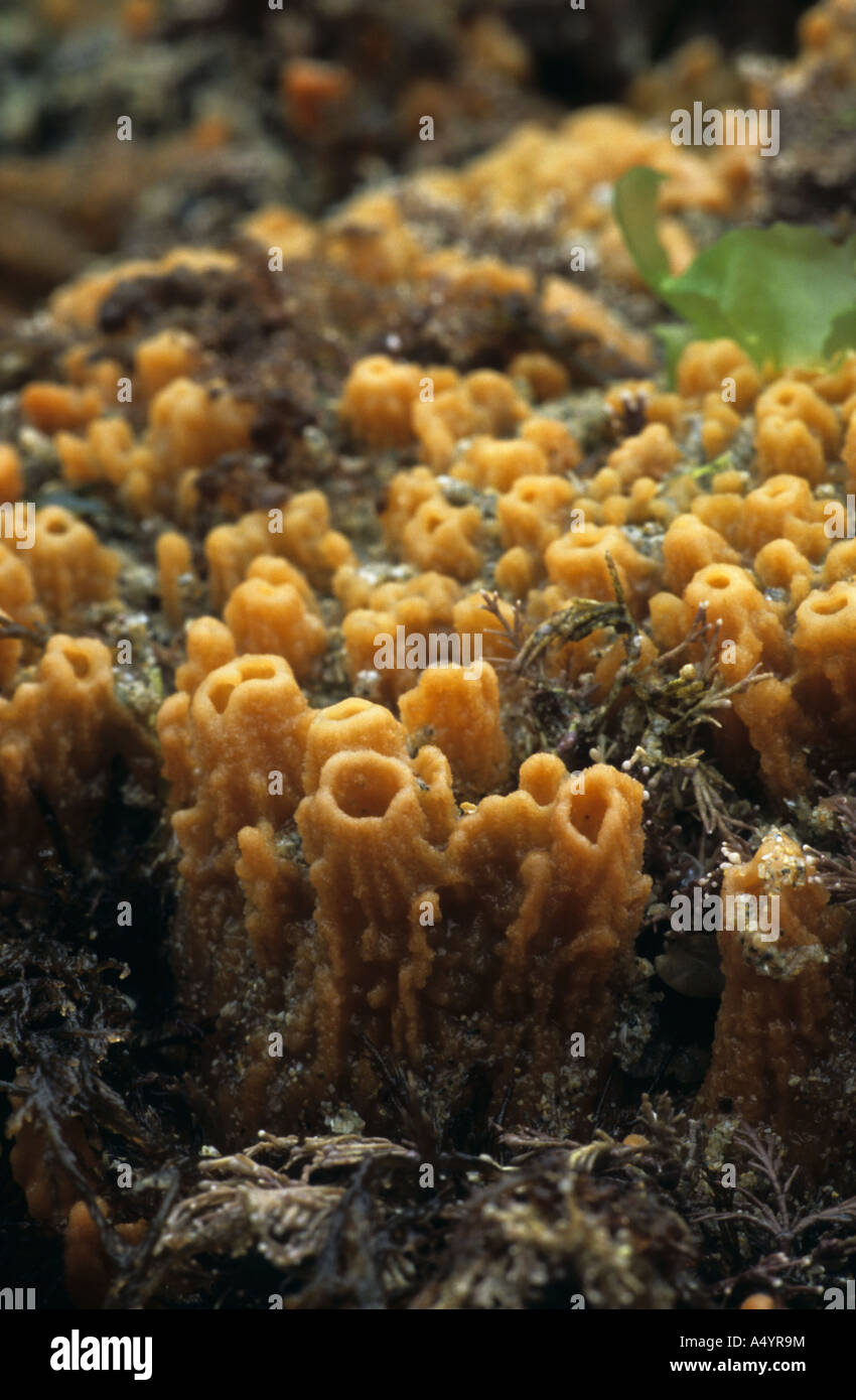 breadcrumb sponge Halichondria panicea Stock Photo