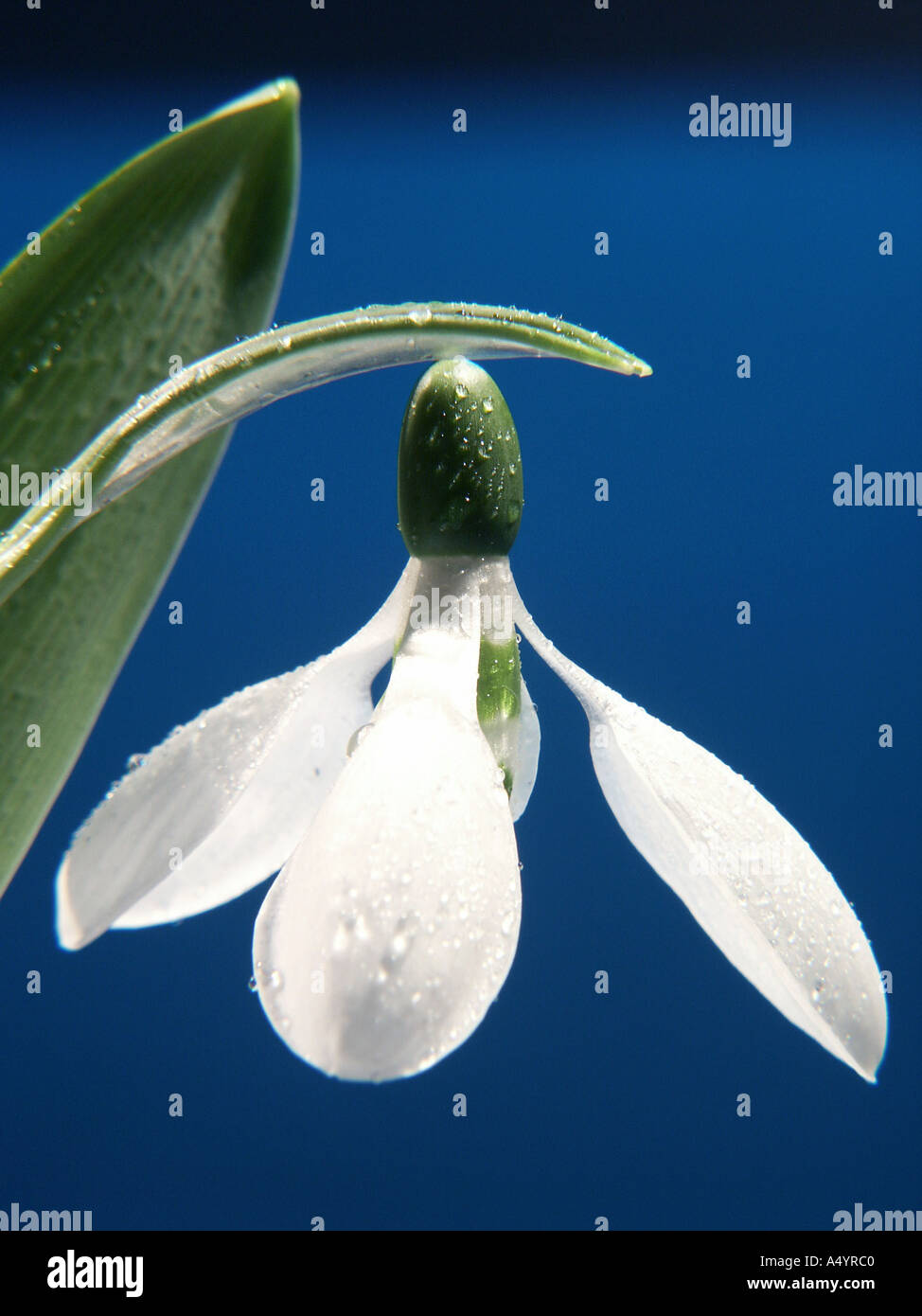 snowdrop Galanthus nivalis Schneeglöckchen mit Tautropfen vor leuchtend blauem Hintergrund Stock Photo